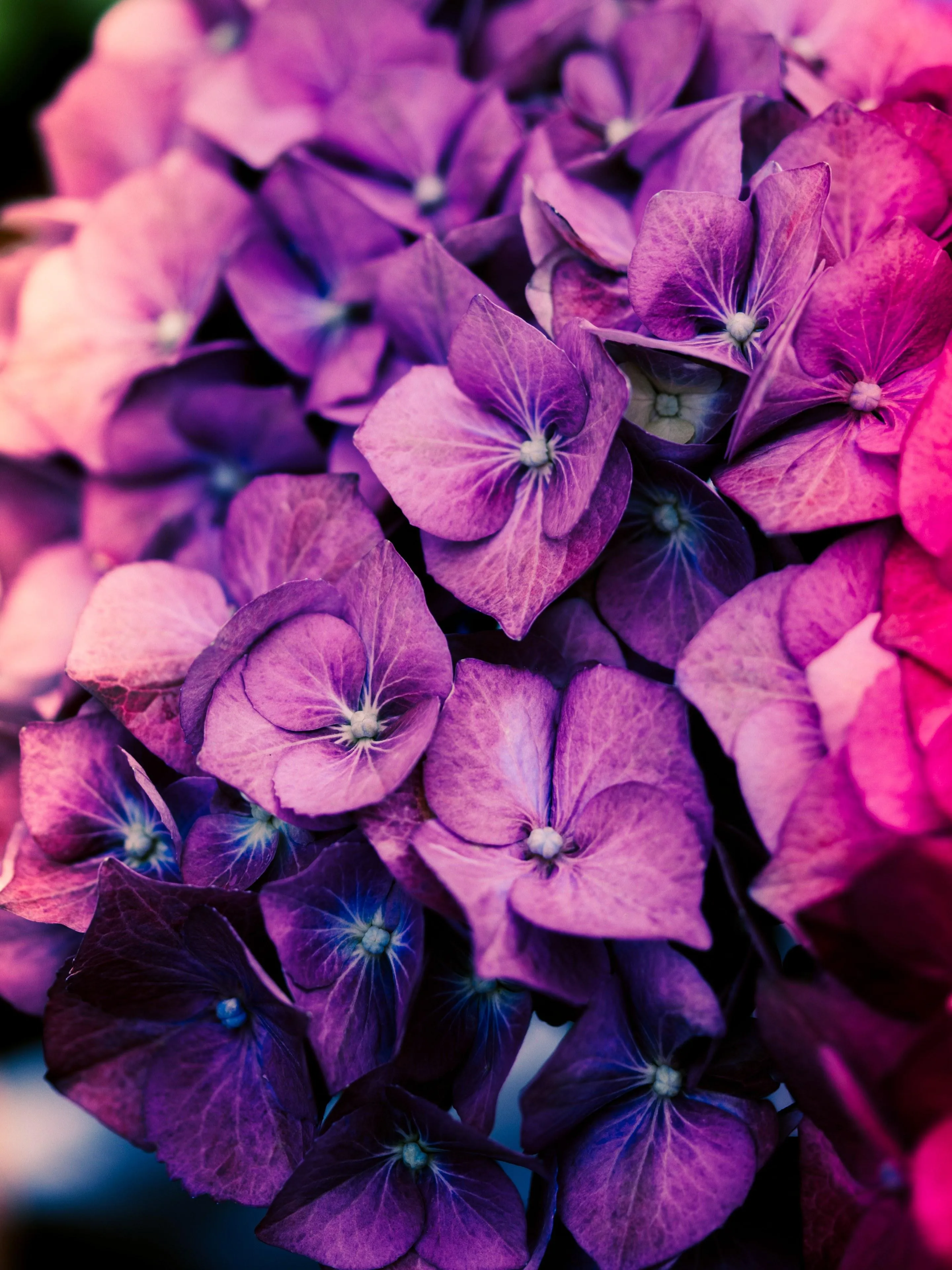 Vivid Purple Hydrangea Blossoms in Soft Natural Light