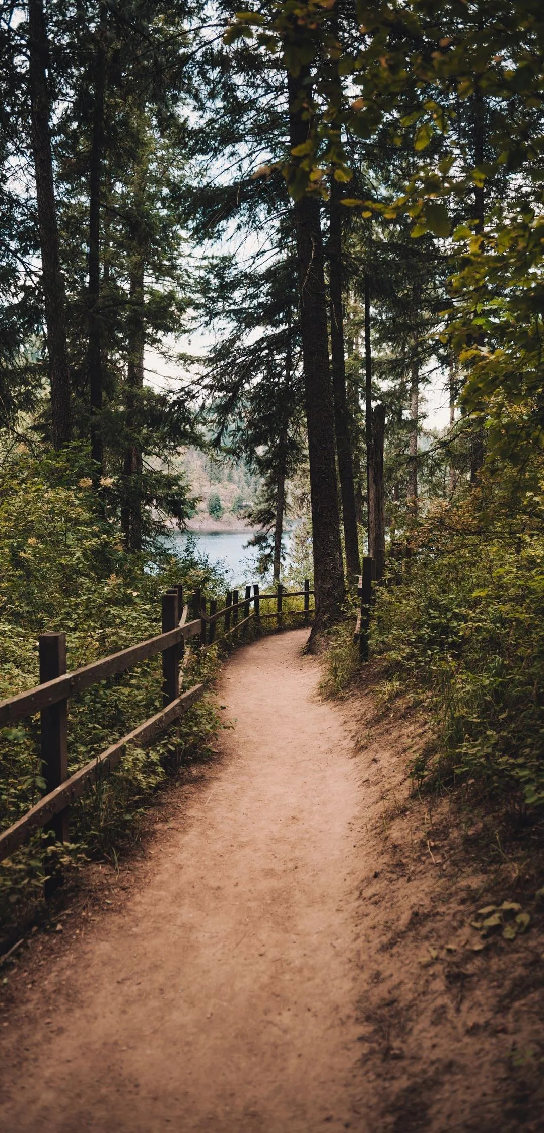 Walking Path Through Dense Forest with Tall Trees Wallpaper