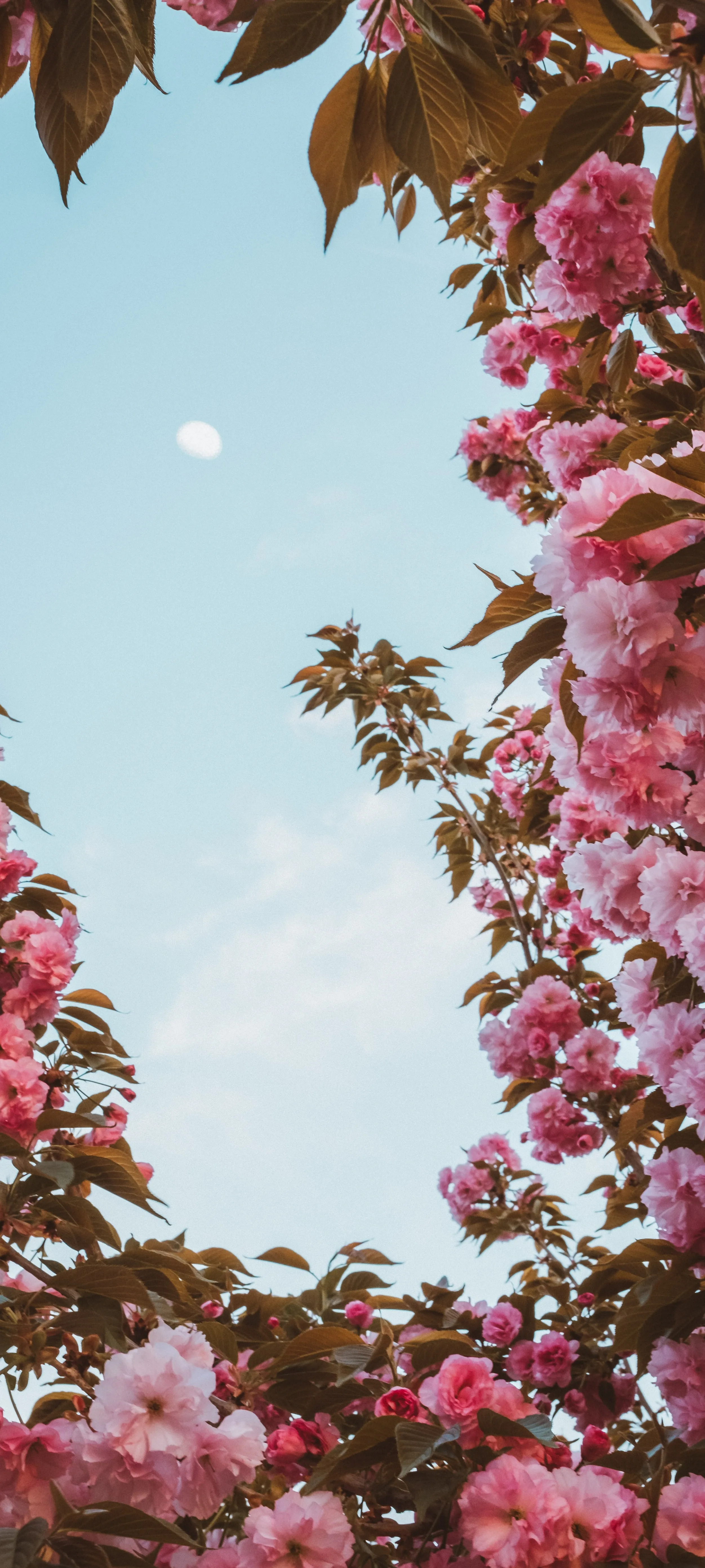 Wallpaper of Cherry Blossom Tree with Clear Blue Sky View