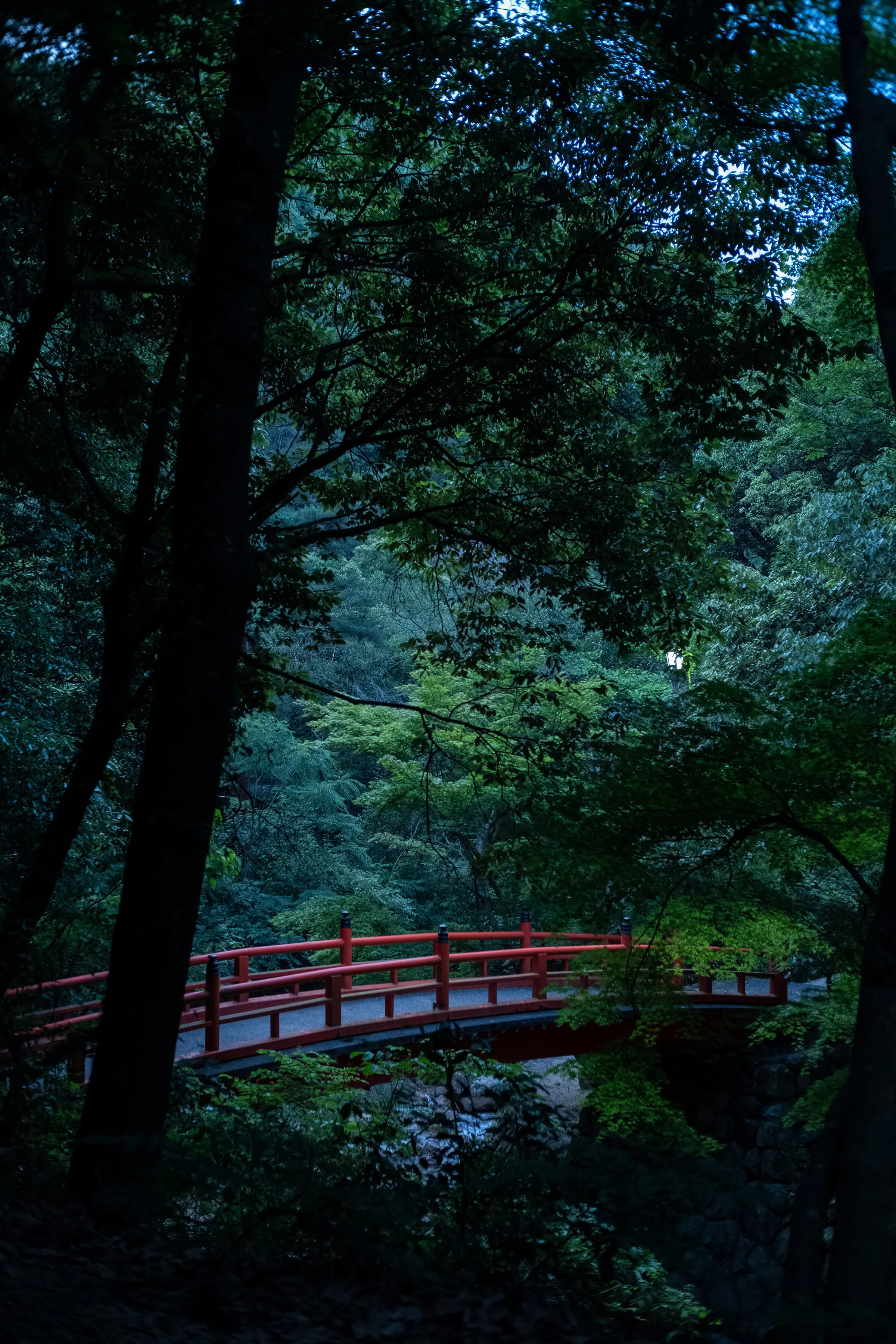 Wallpaper of Forest Path Surrounded by Lush Green Trees