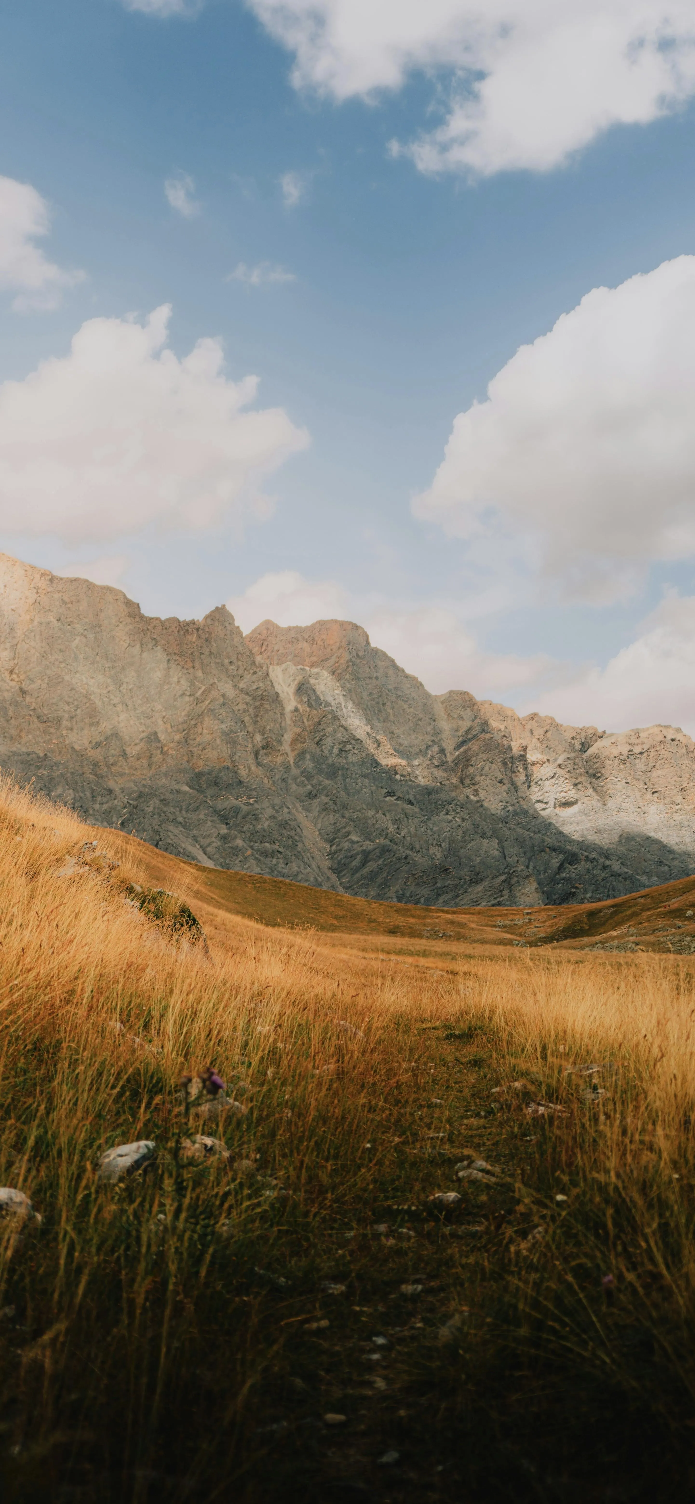 Warm Landscape with Grass and Distant Rocky Mountains