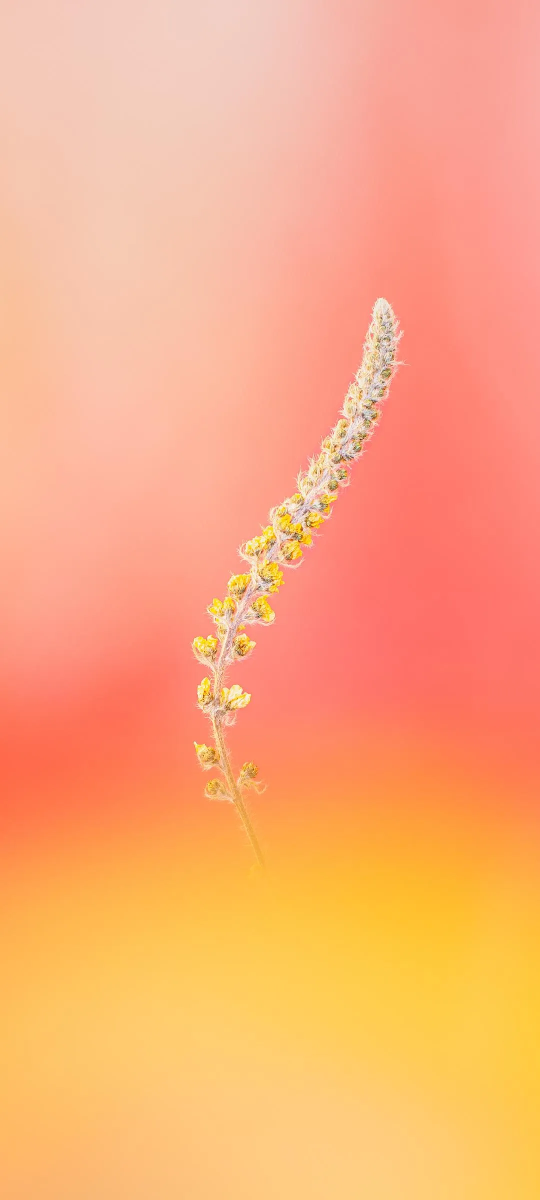 Warm Peach Gradient with Soft Light Artistic Feel Wallpaper