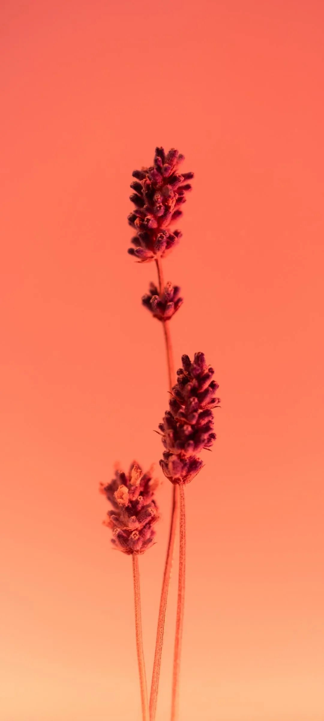 Warm Sunset Scene with Silhouetted Tall Grass Wallpaper
