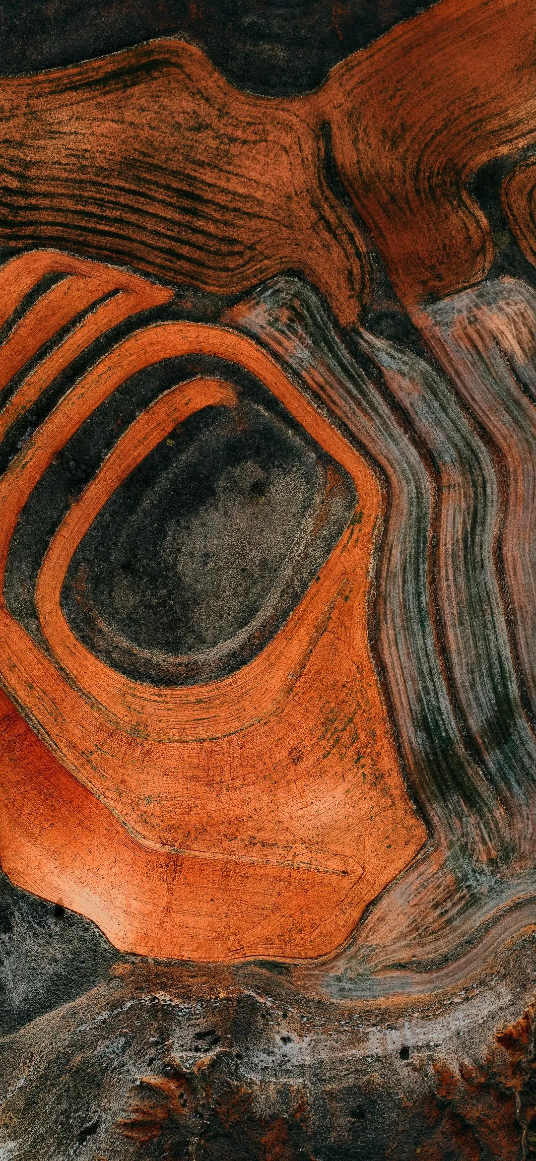 Warm Wooden Texture Displaying Natural Organic Curved Lines