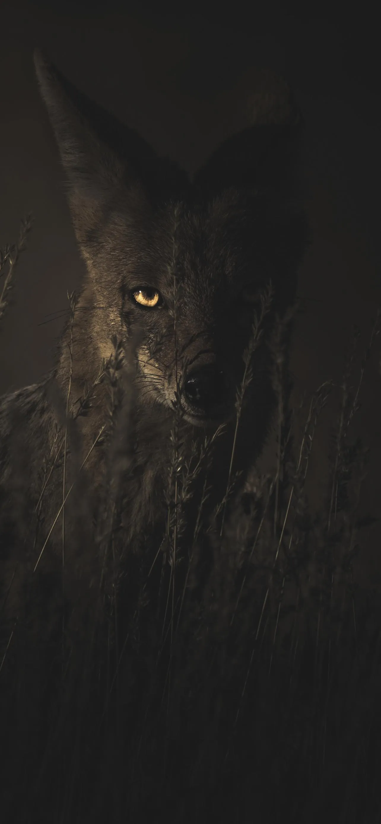 Watcher of the Night Silent Predator in Dark Wallpaper