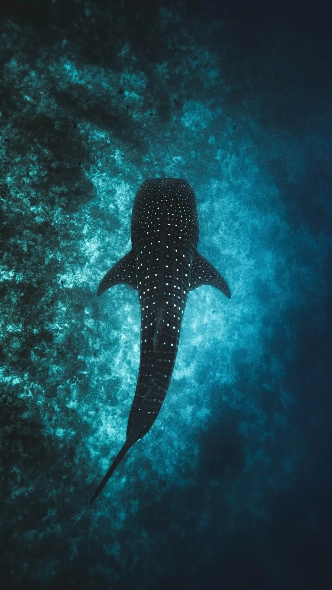 Whale Shark Gliding Through Deep Ocean Waters Gracefully