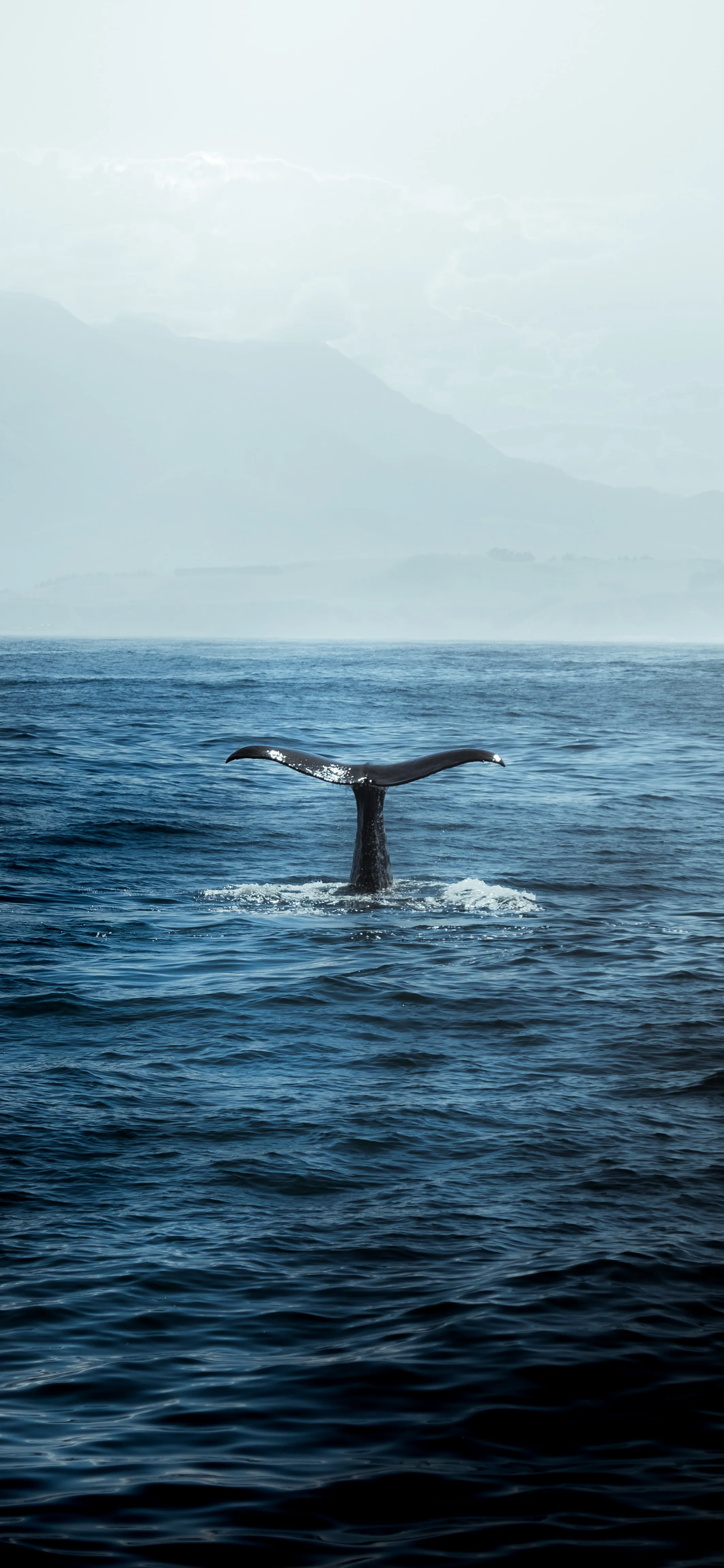 Whale Tail Emerging from Ocean Surface in Calm Sea Image