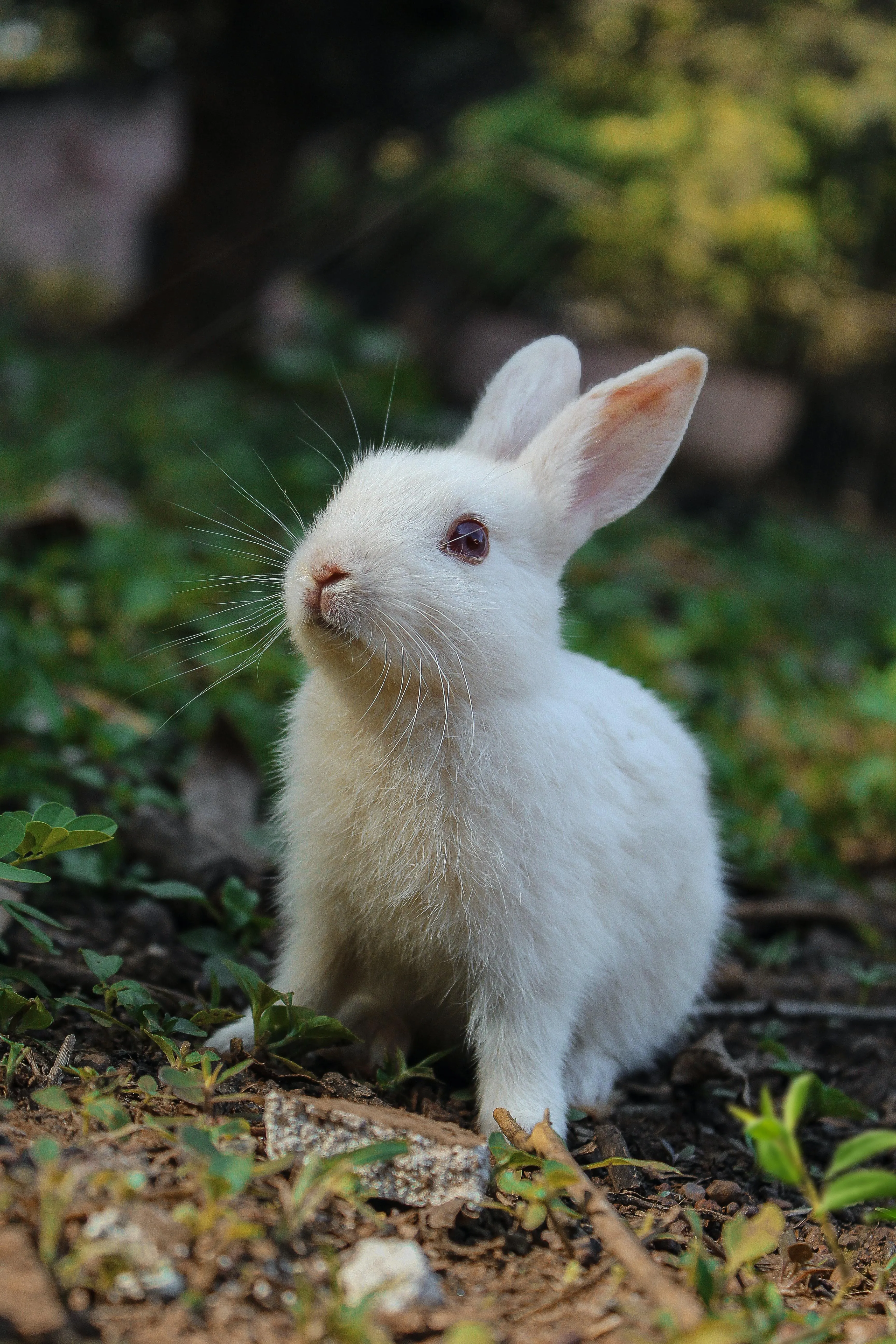 White Bunny Sitting in Green Grass Outdoors Image HD