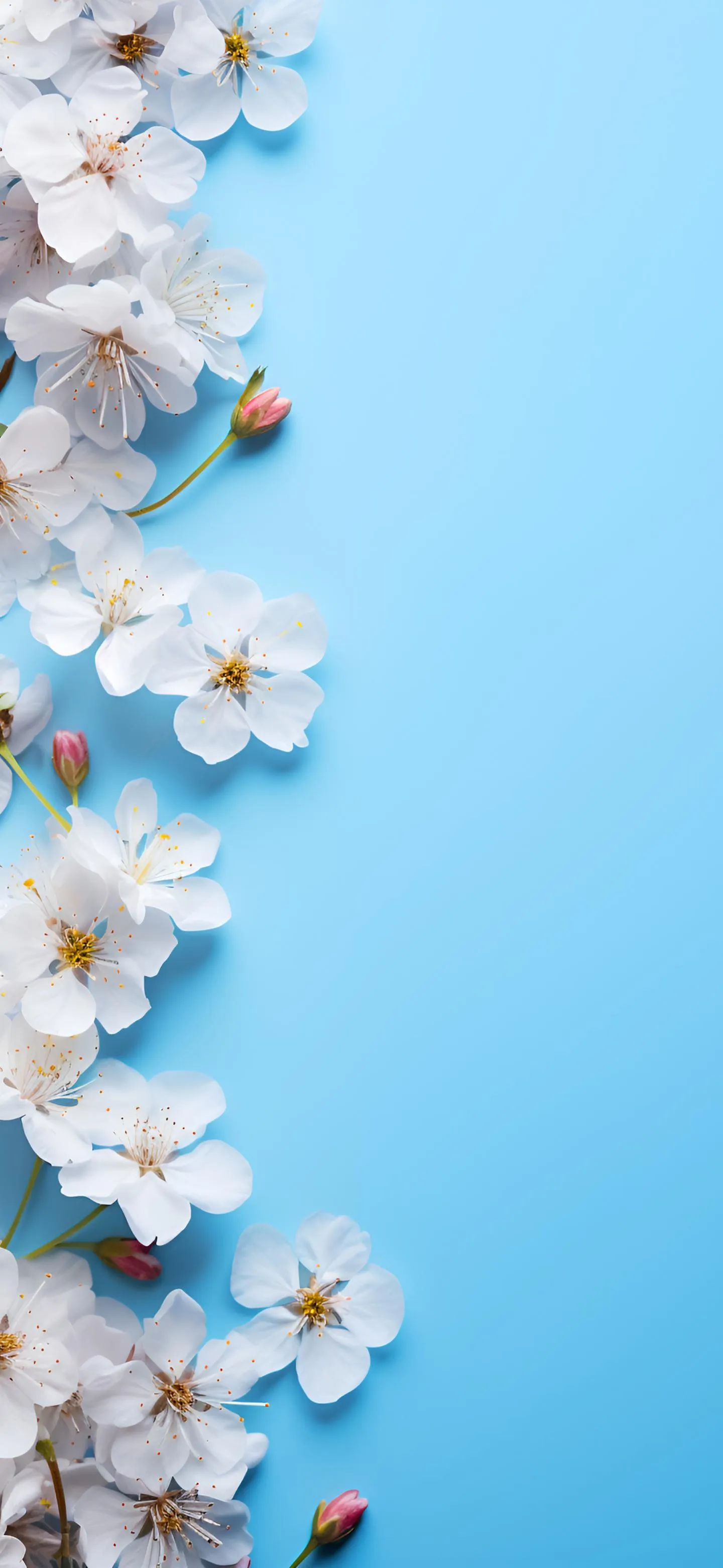 White Cherry Blossoms on Blue Sky Background Wallpaper