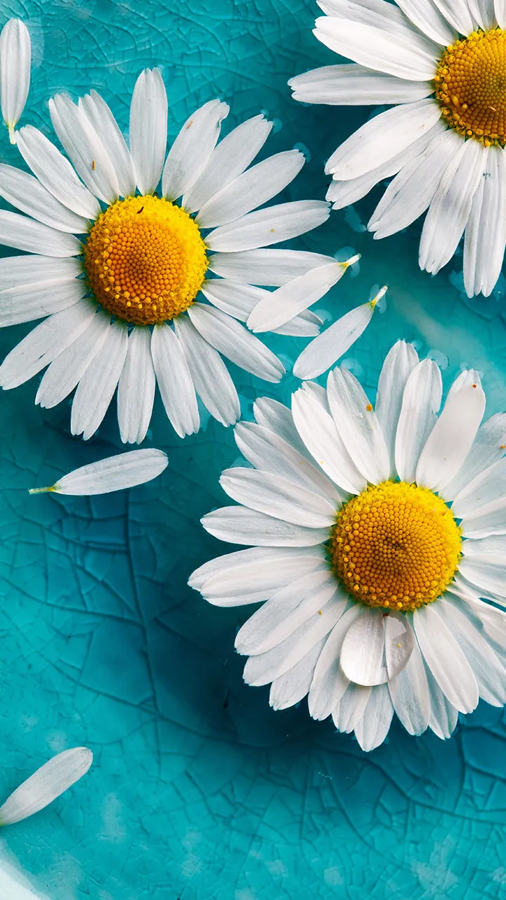 White Daisies on Blue Background for Fresh Look Wallpaper