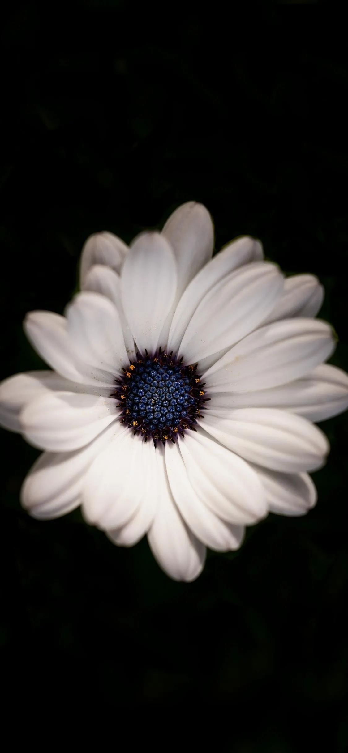 White Daisy on Black Background Minimal Theme Wallpaper