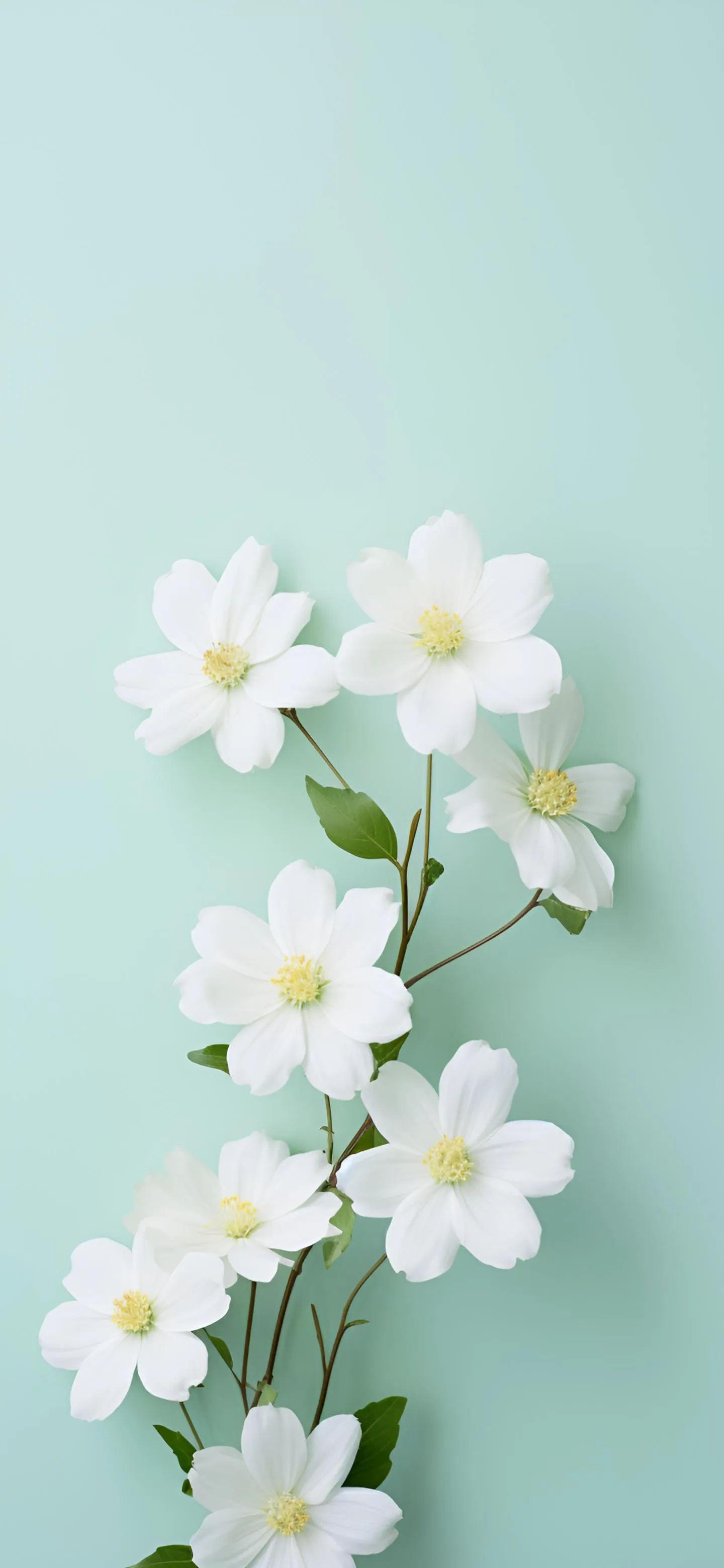 White Floral Blossom on Teal Minimalist Mobile Wallpaper