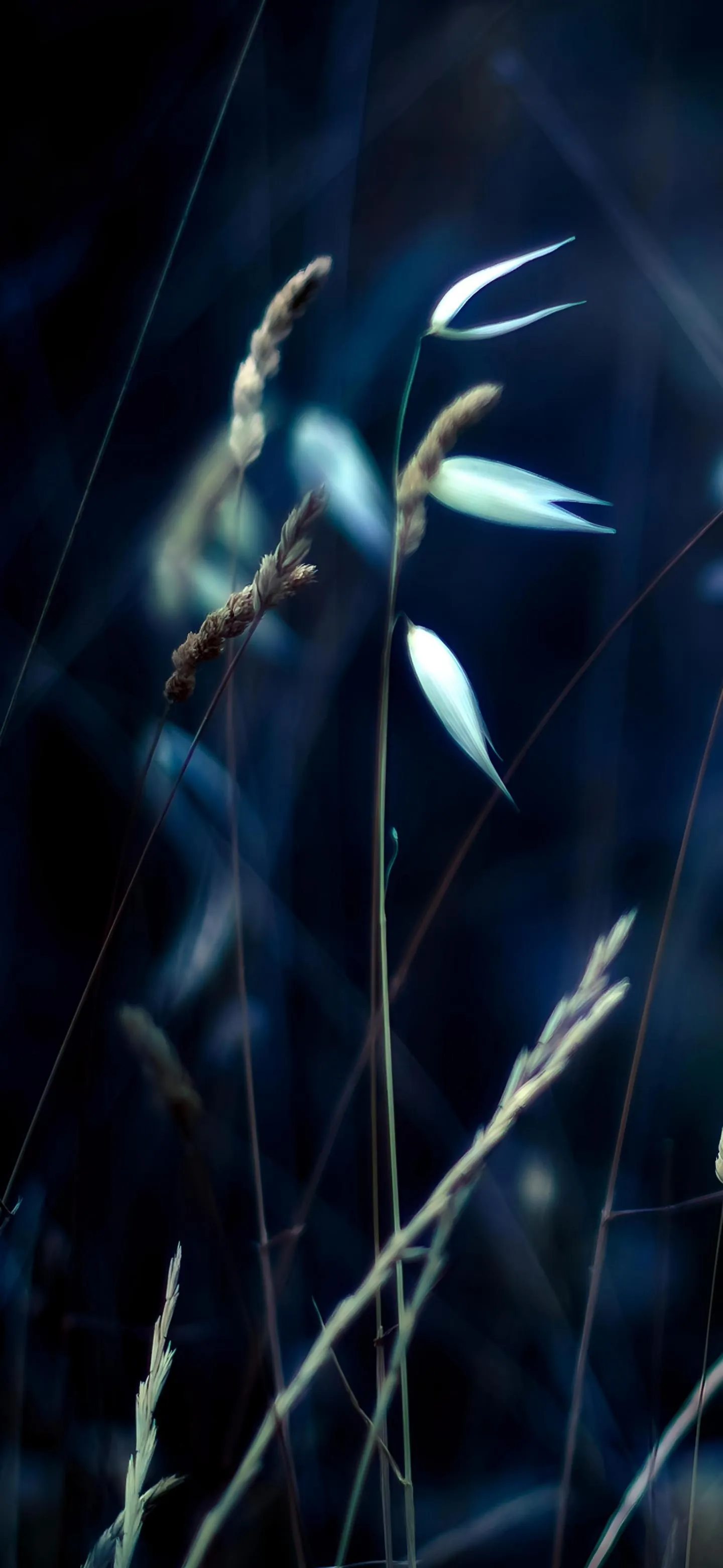 White Flower Glow Artistic Mobile Wallpaper Design