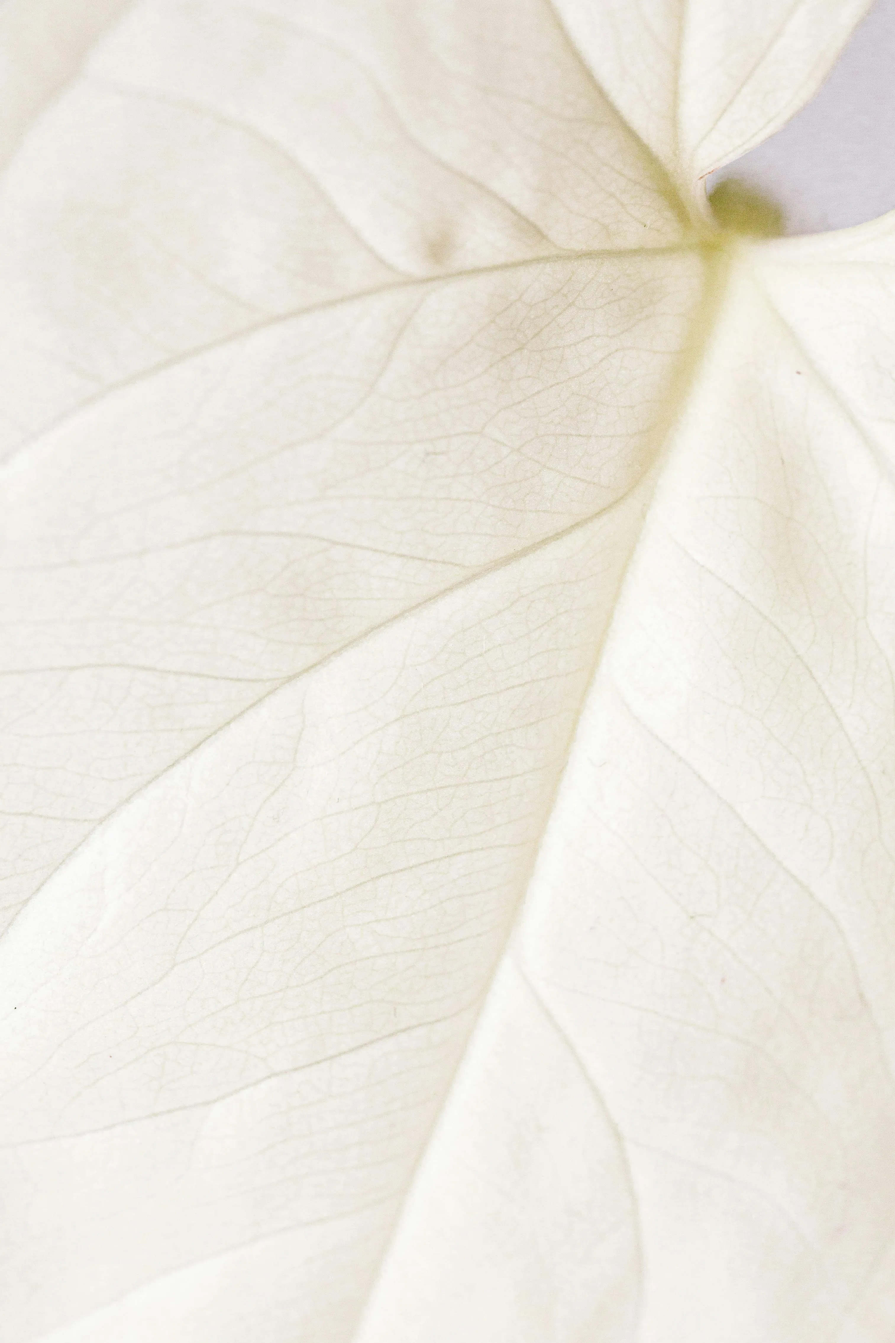 White Leaf Macro Texture Elegant Minimal Look Wallpaper
