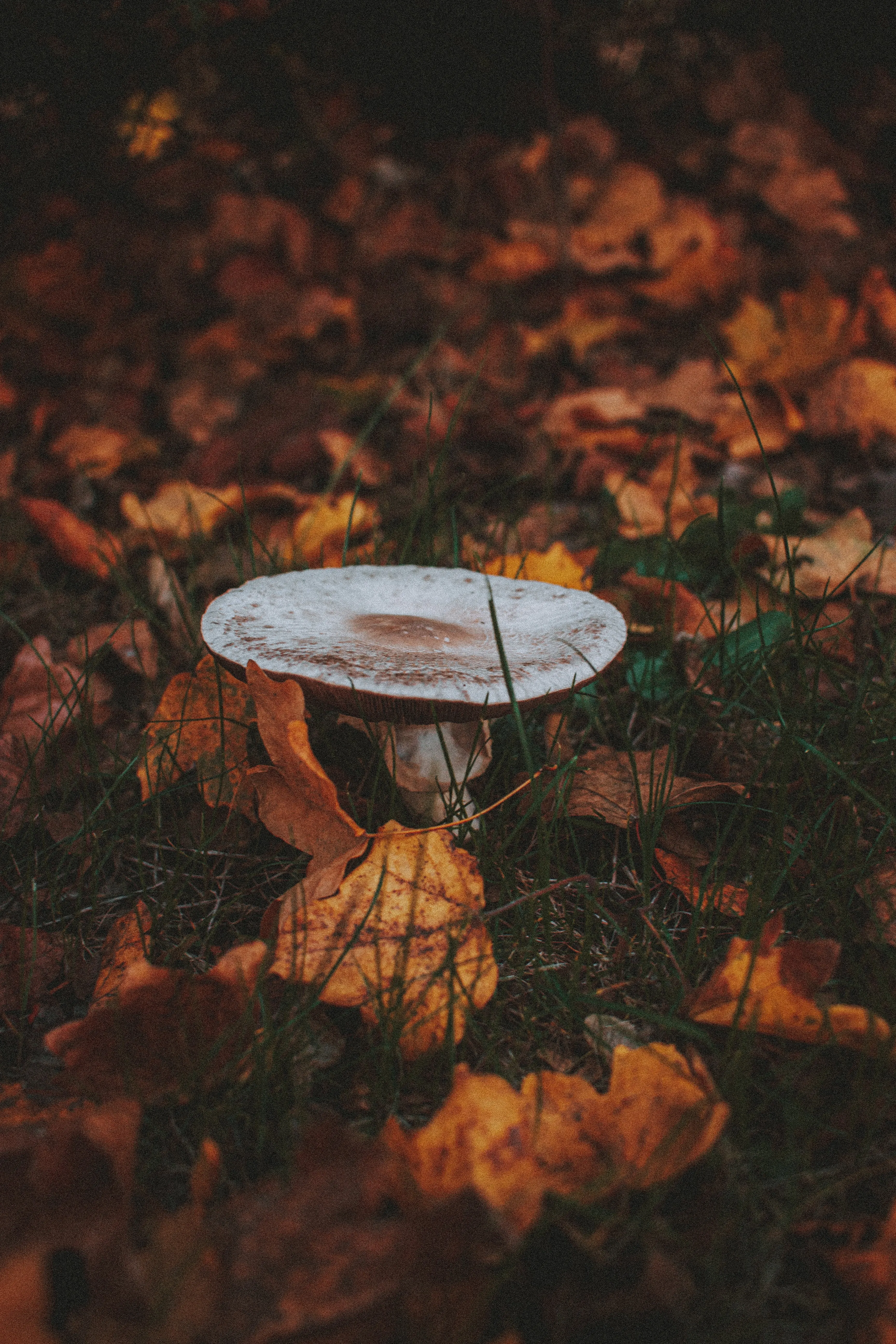 White Mushroom Growing Among Autumn Fallen Leaves Image