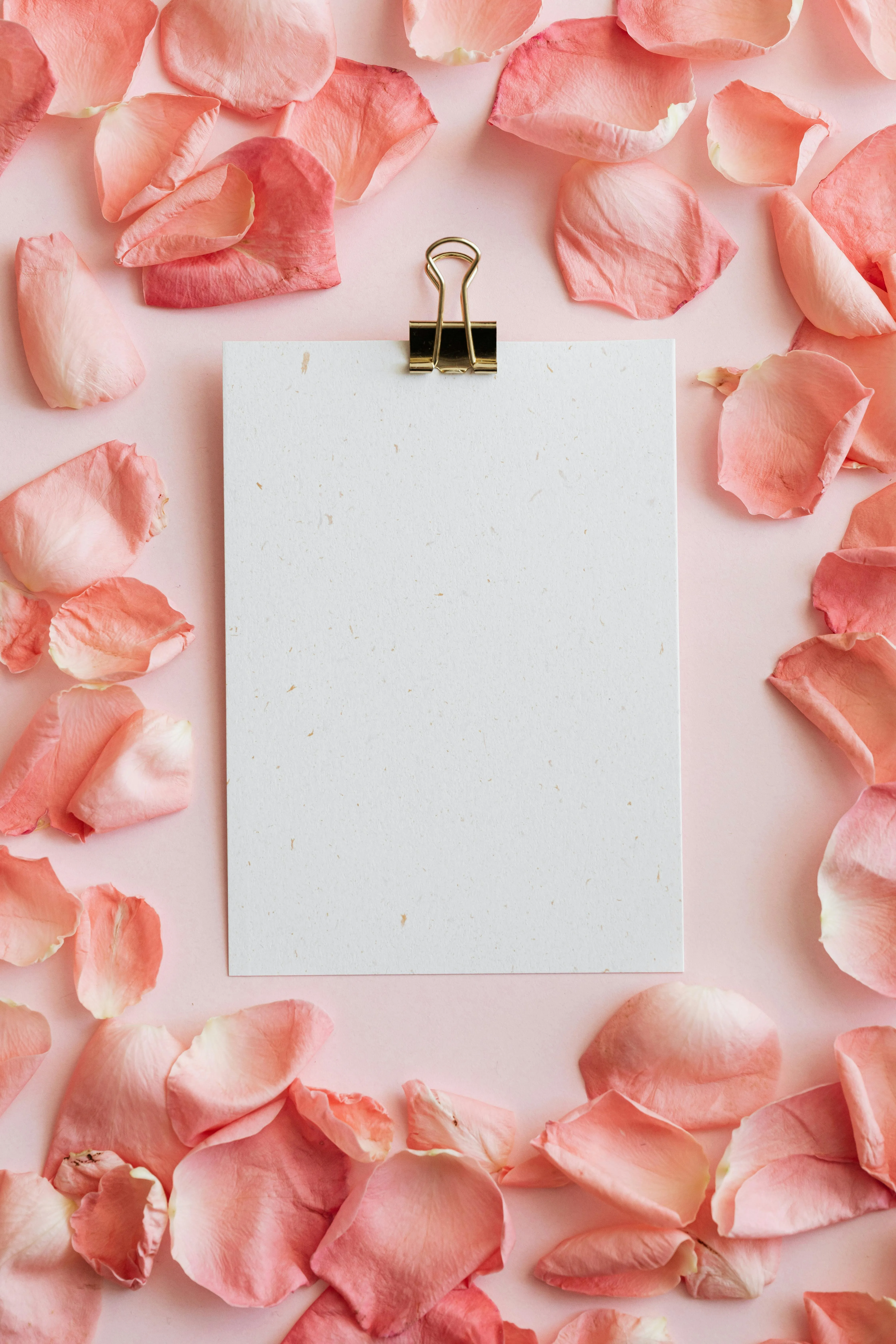 White Paper Frame with Pink Rose Petals Border Wallpaper