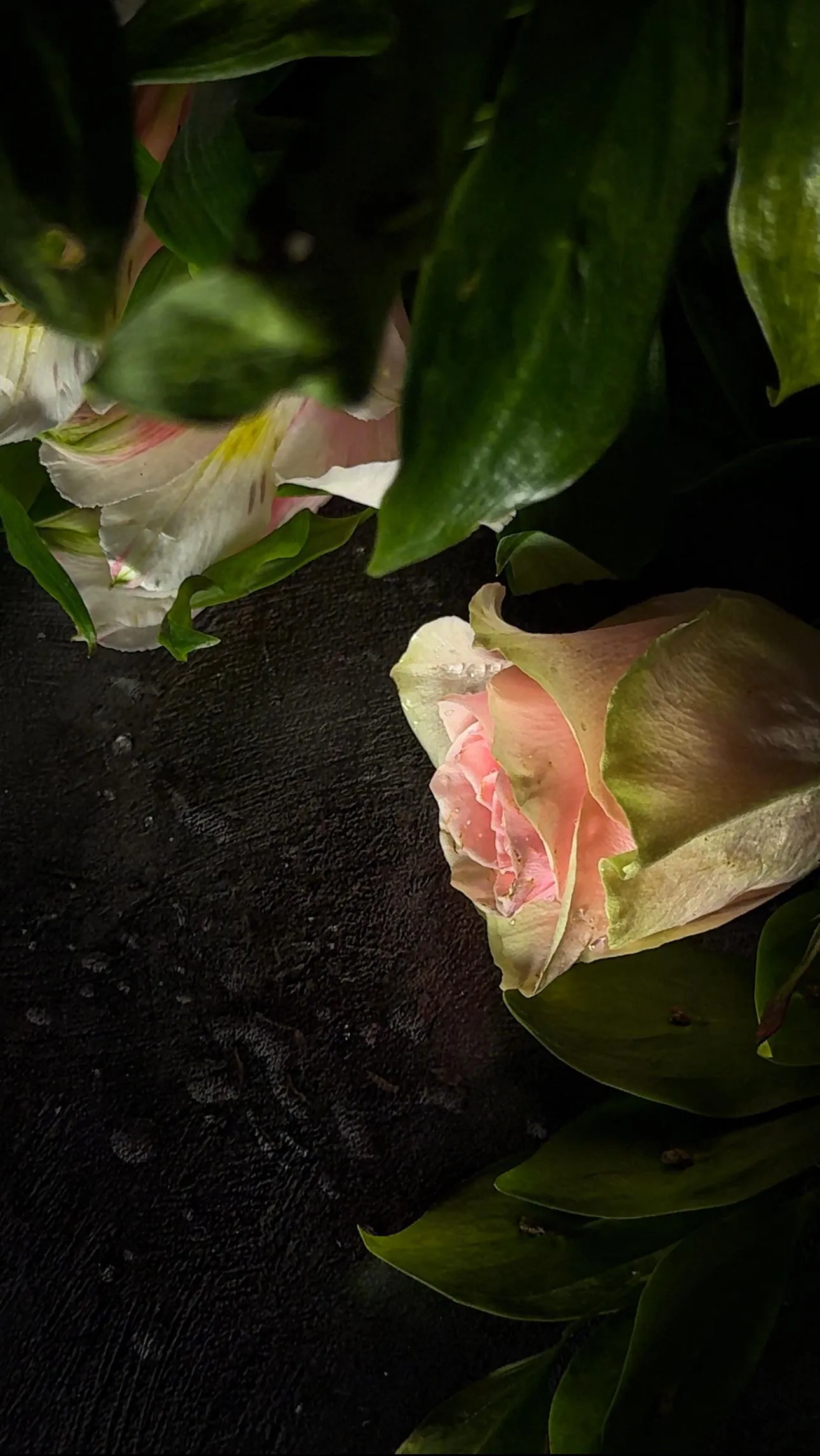 White Rose in Dark Garden Surrounded by Leaves Wallpaper