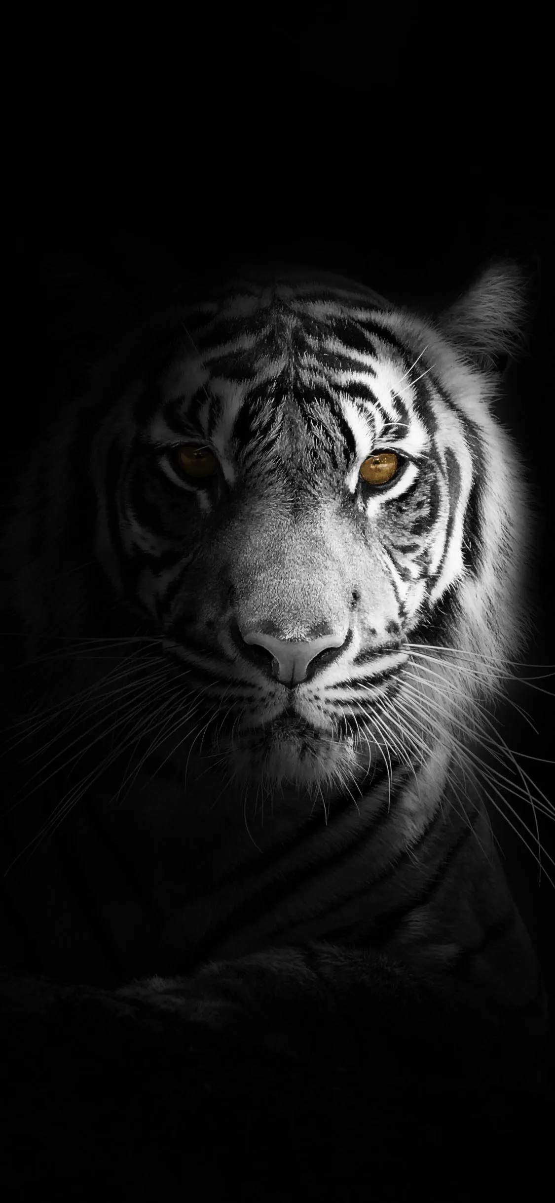 White Tiger Face in Darkness Powerful Look Art Wallpaper