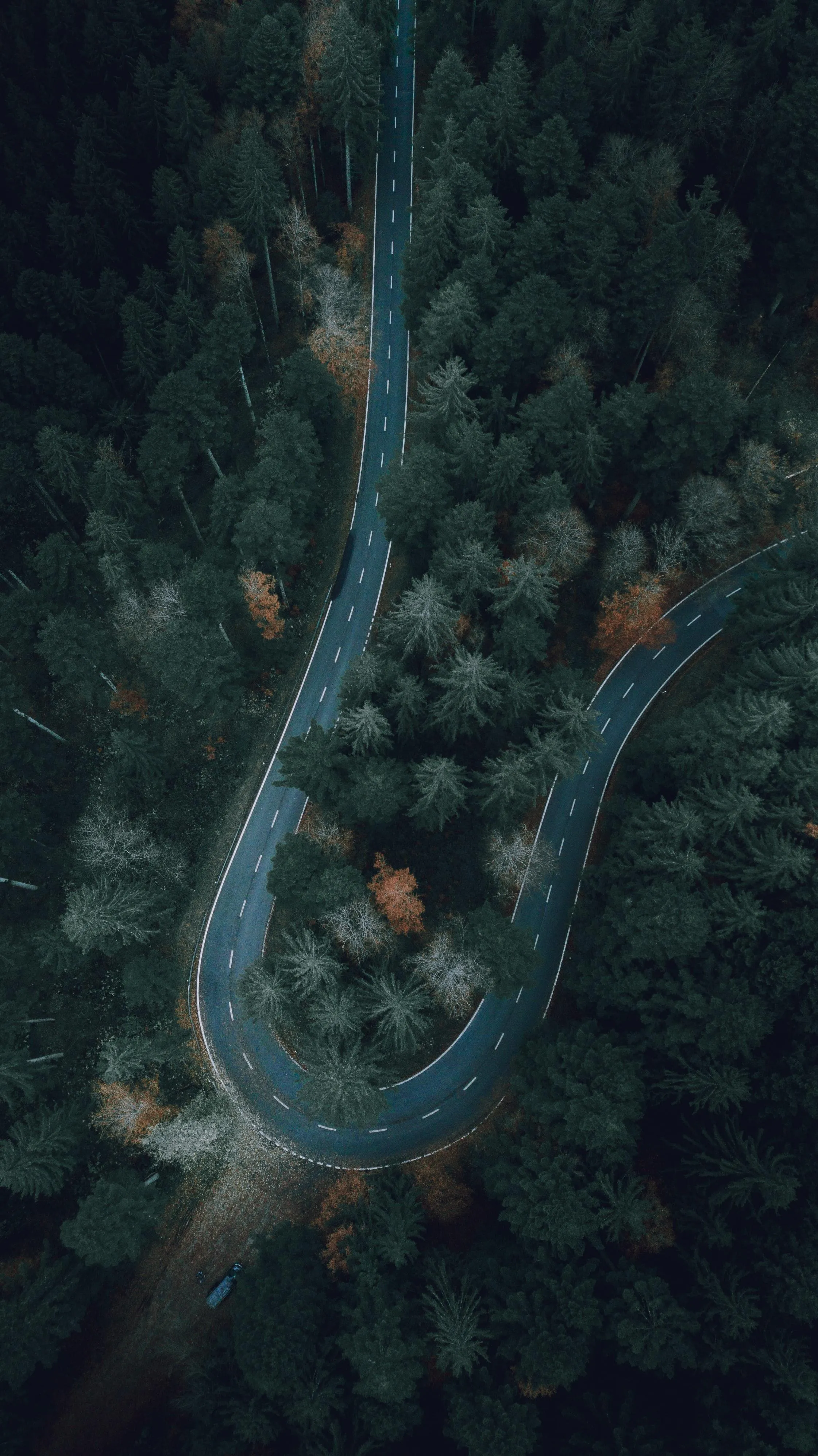 Winding Forest Road Curving Through Dense Evergreen Trees