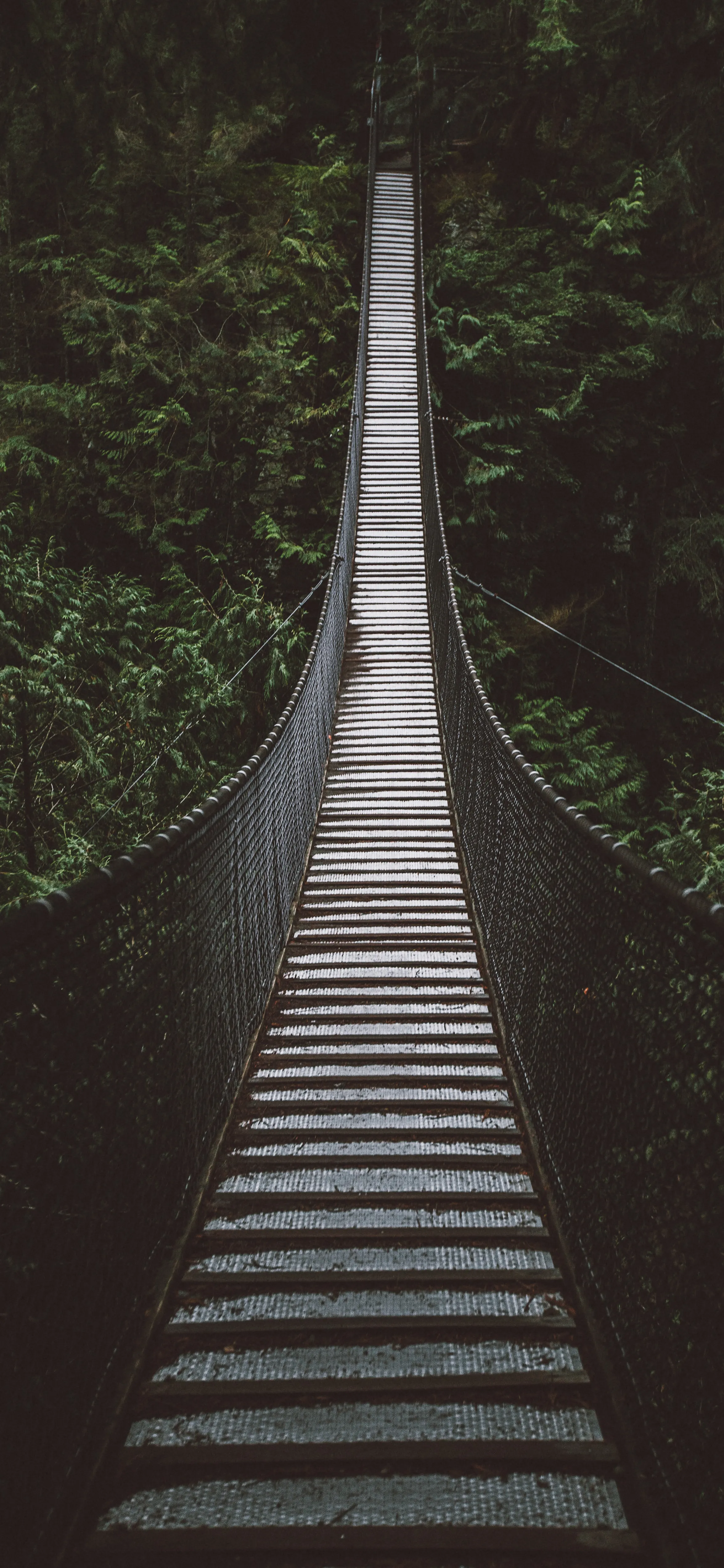 Wooden Suspension Bridge Leading into Deep Forest Wallpaper