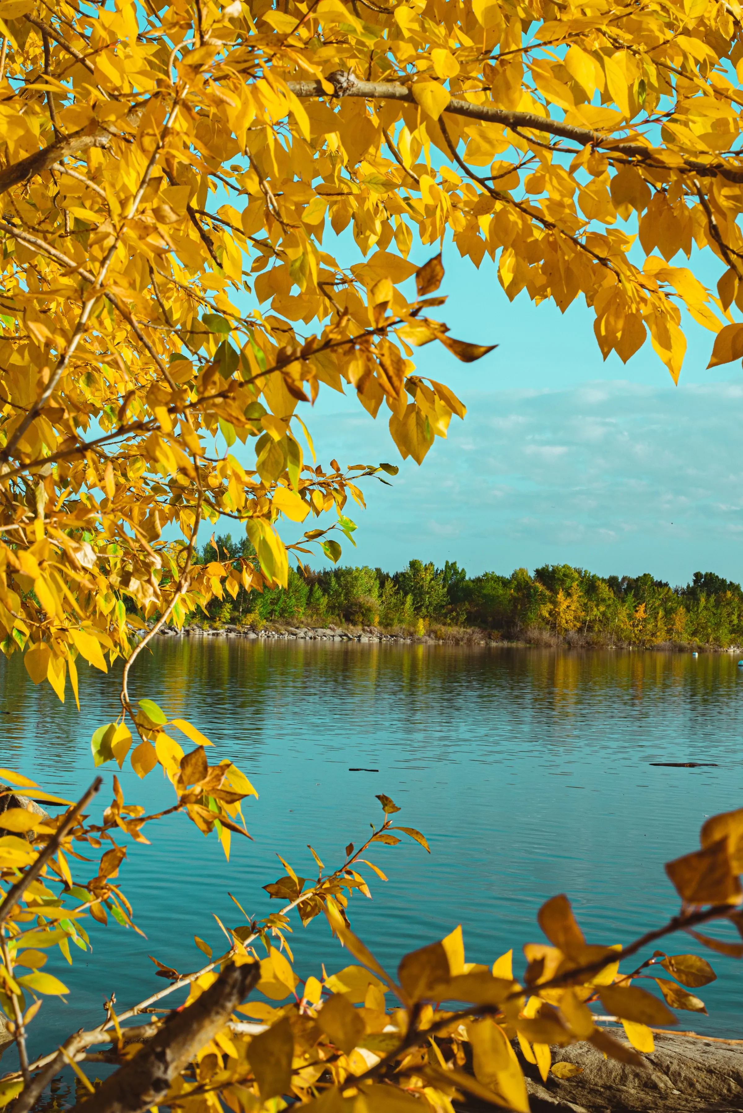 Yellow Autumn Tree Beside Calm Blue Lake Wallpaper