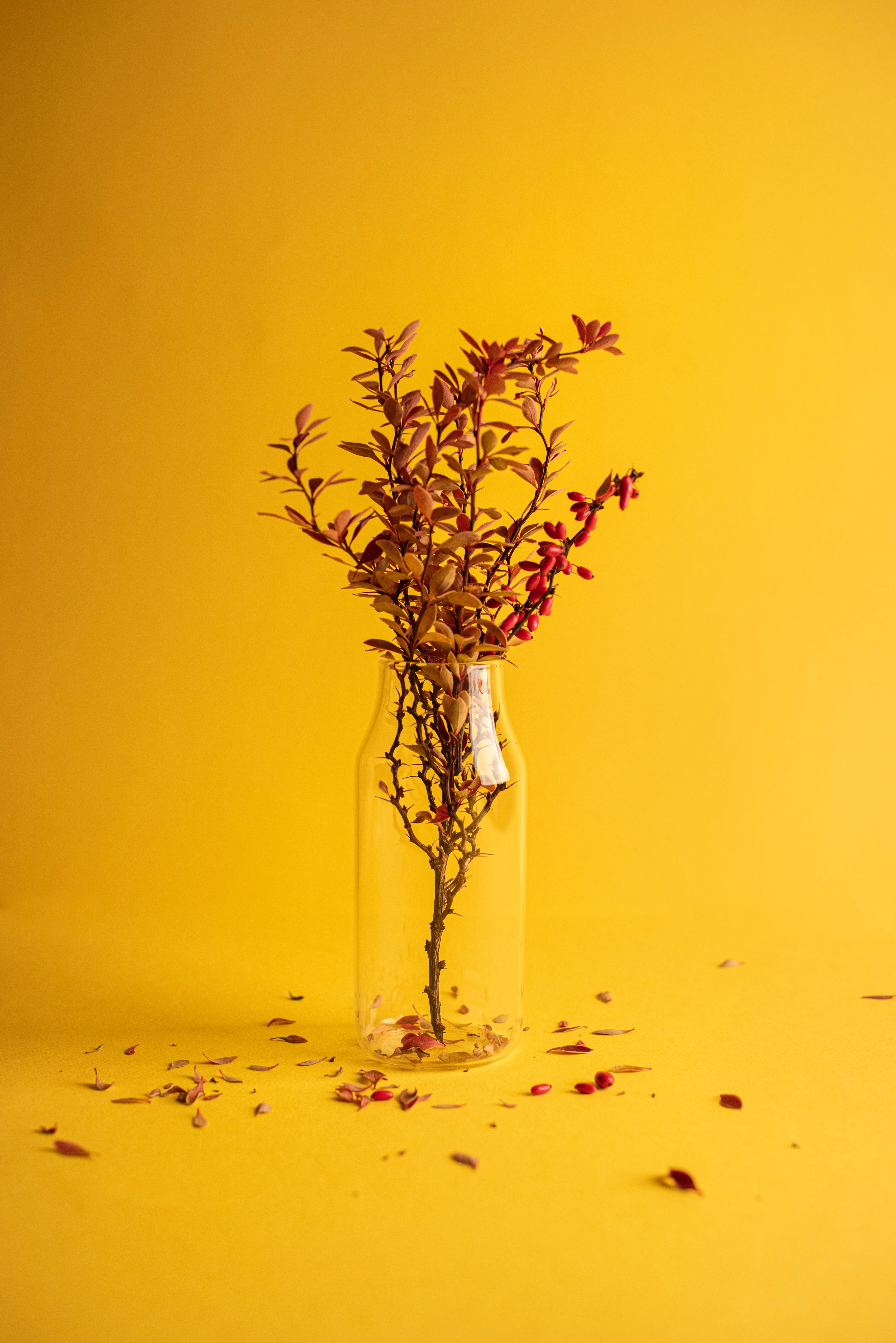 Yellow Background with Dried Flower Arrangement Wallpaper