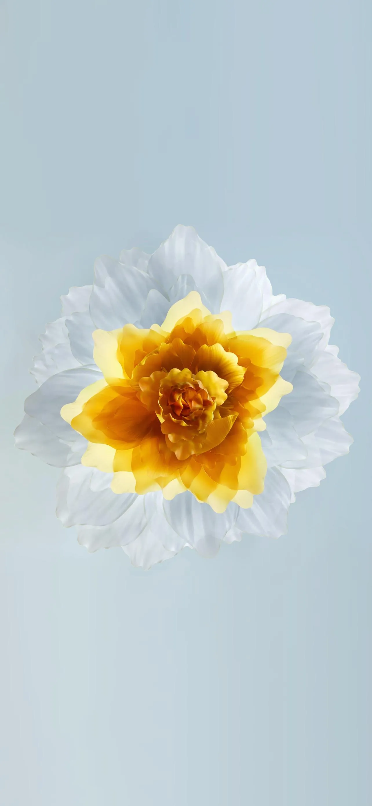 Yellow Flower Bloom Mobile Wallpaper Full HD Design