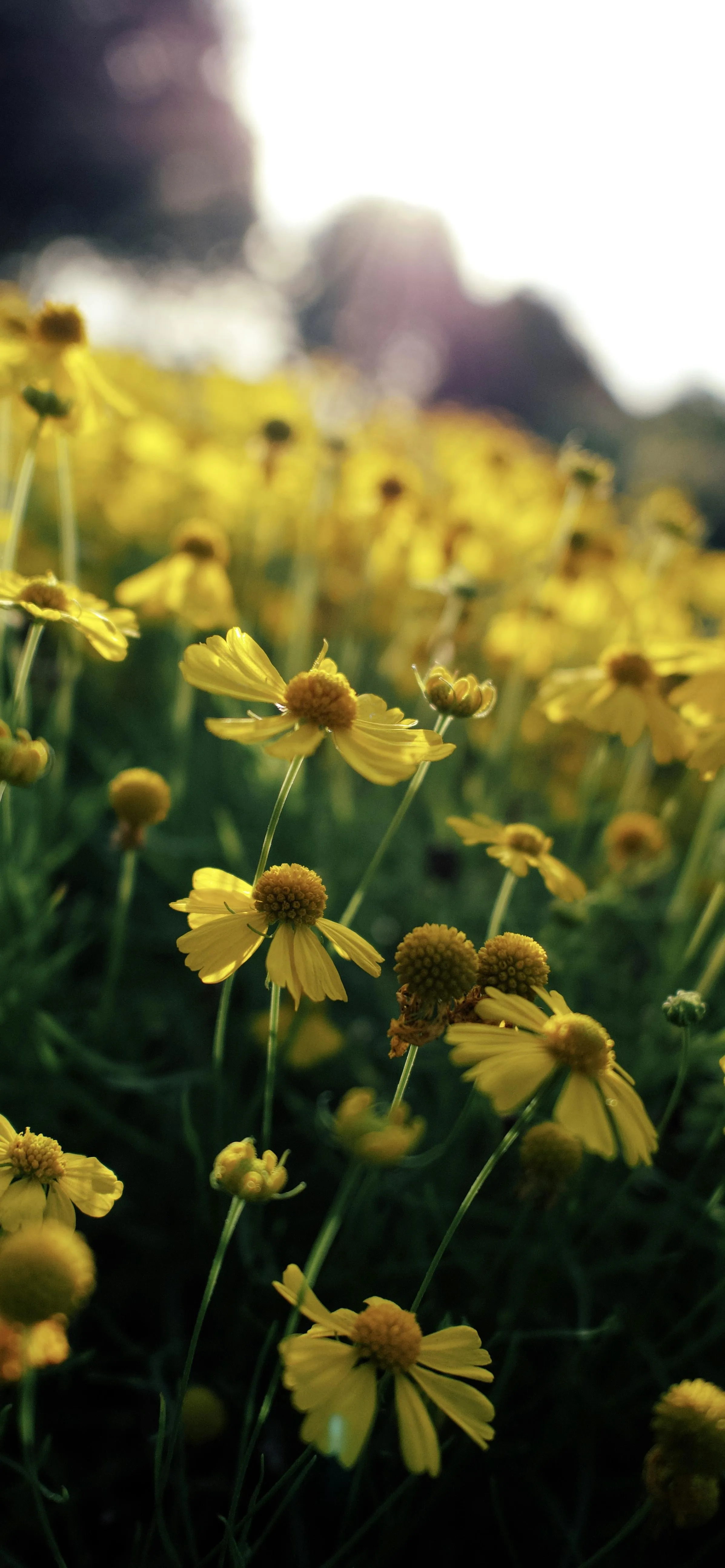 Yellow Flowers Blooming in a Beautiful Spring Field
