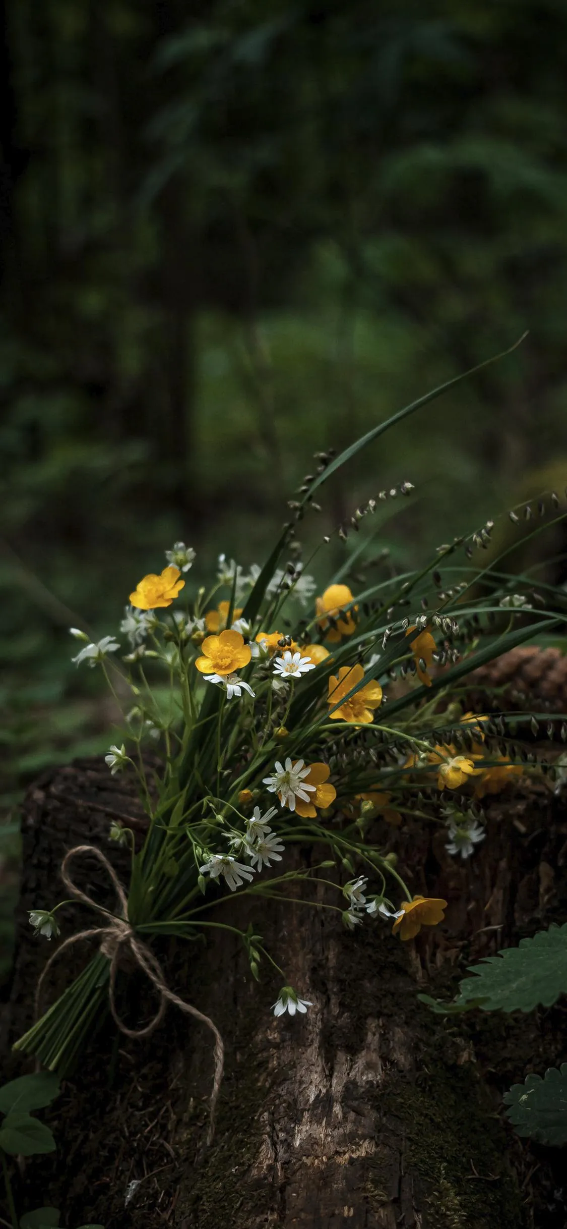 Yellow Flowers Blooming in Forest with Sunlight Glow