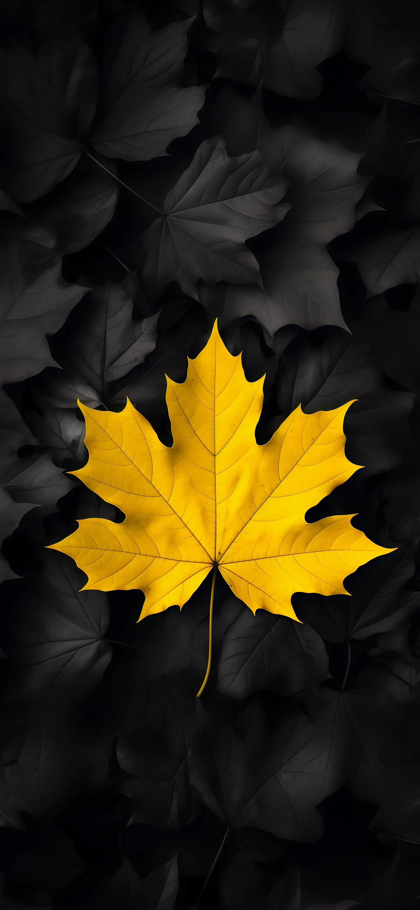 Yellow Maple Leaf on Black Rose Petal Background Wallpaper
