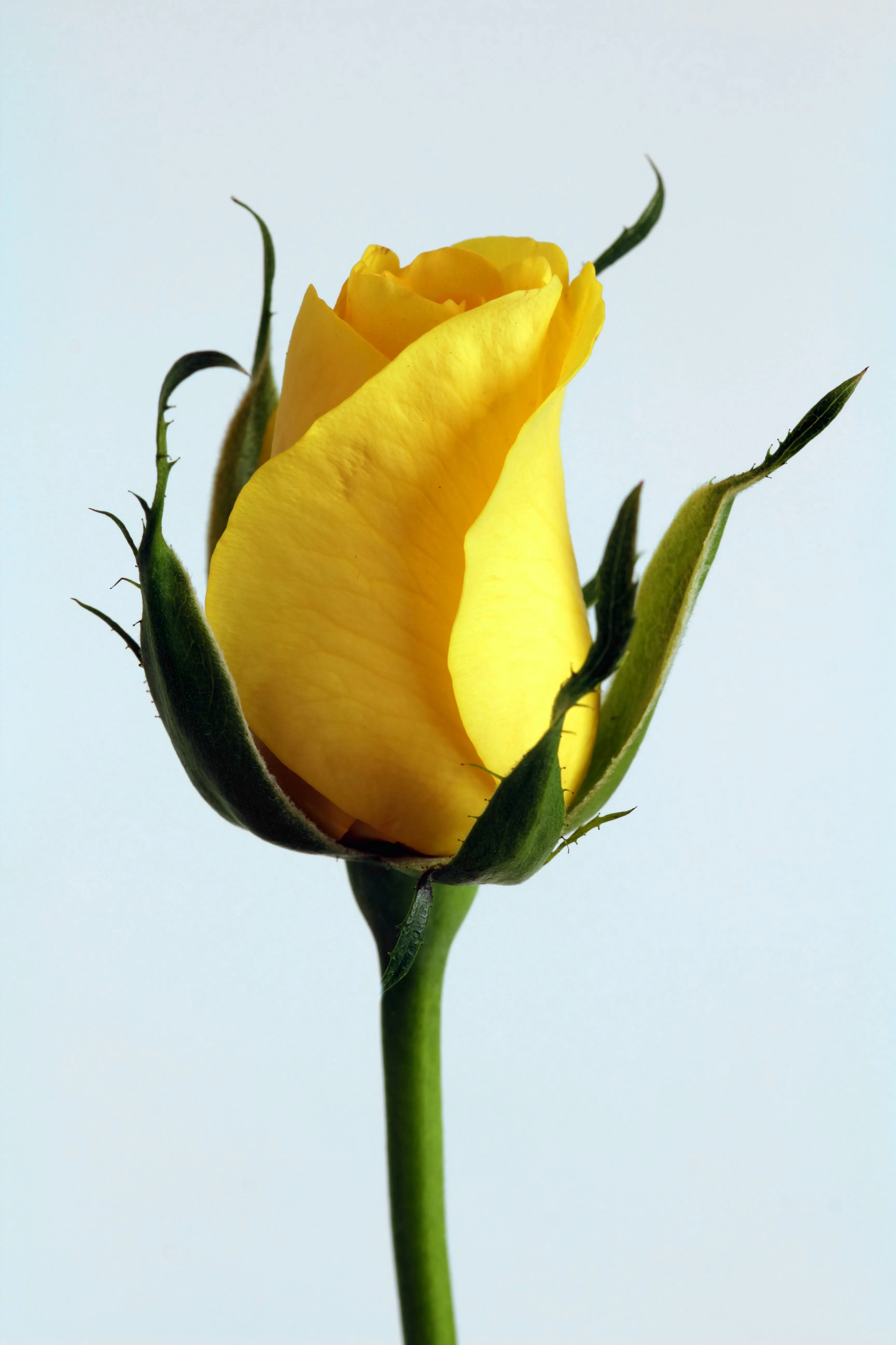 Yellow Rose Simple Elegance for iPhone 13 Mini Wallpaper