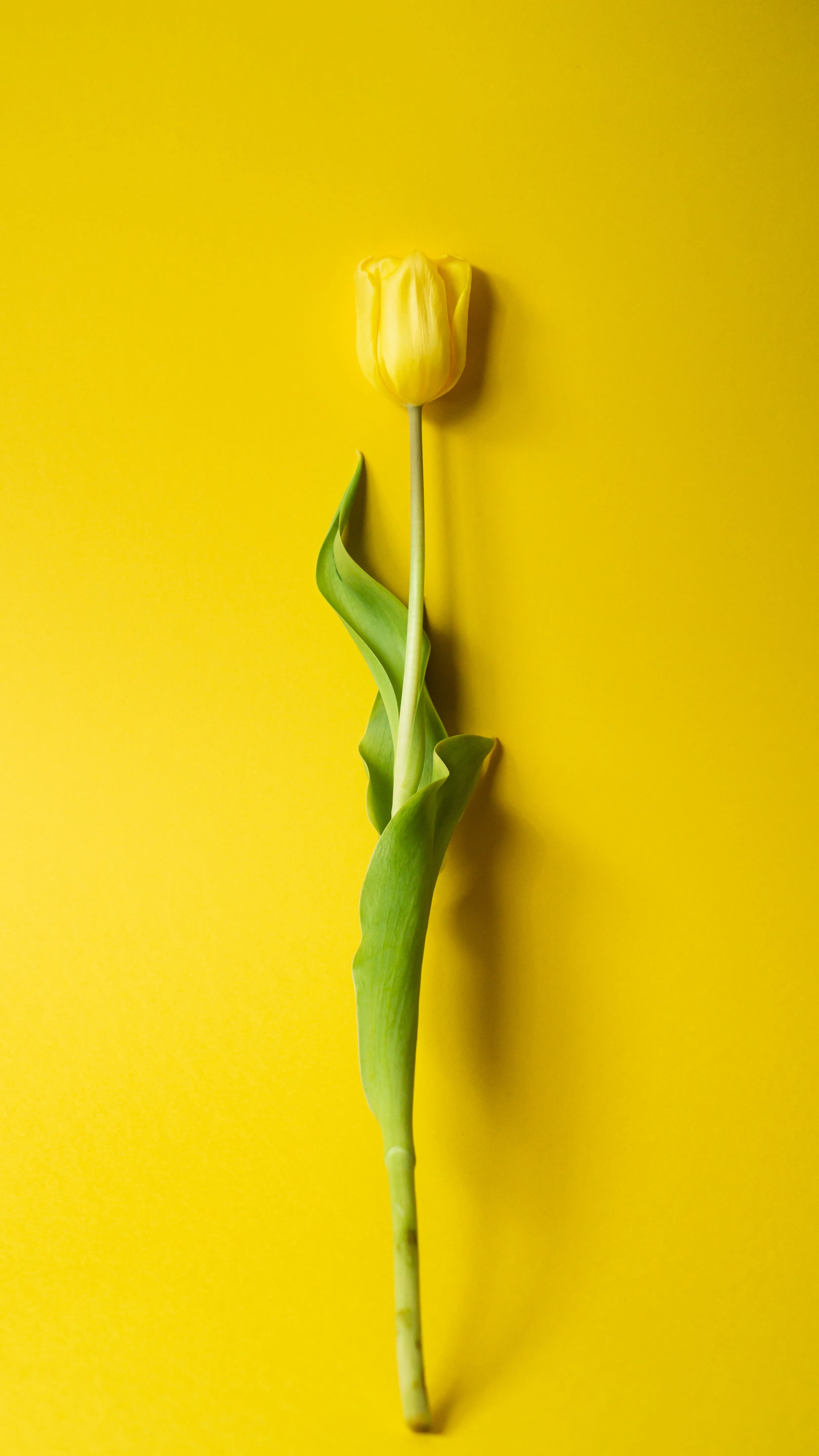 Yellow Tulip Standing Alone on Vibrant Yellow Wall Wallpaper