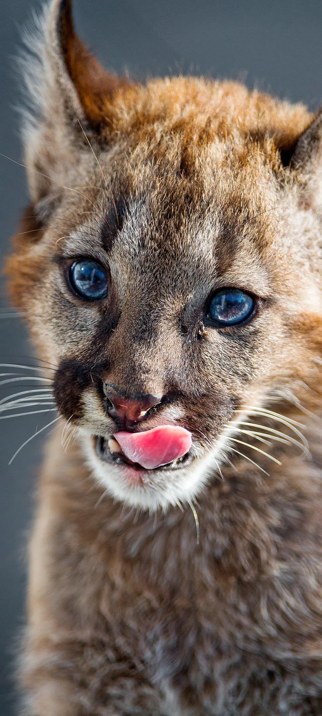 Adorable Baby Cougar Wildlife free Mobile Wallpaper
