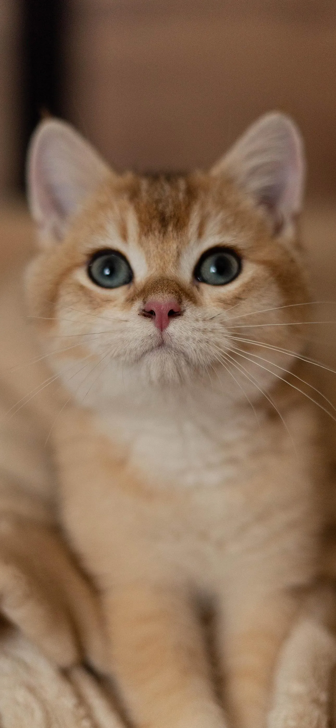 Adorable Light Brown Kitten Sitting and Looking Up Wallpaper