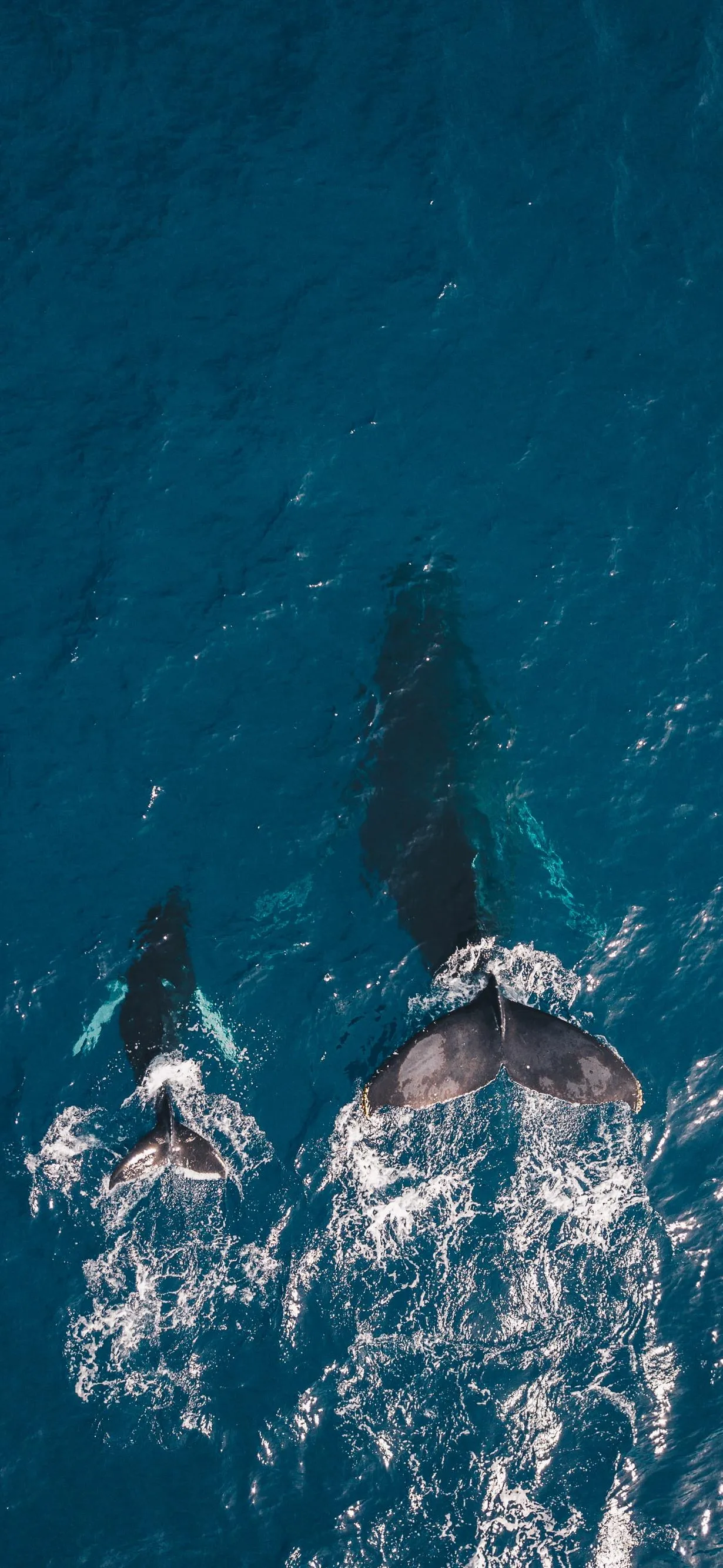 Aerial View of Whale on Waves in Deep Blue Ocean Wallpaper