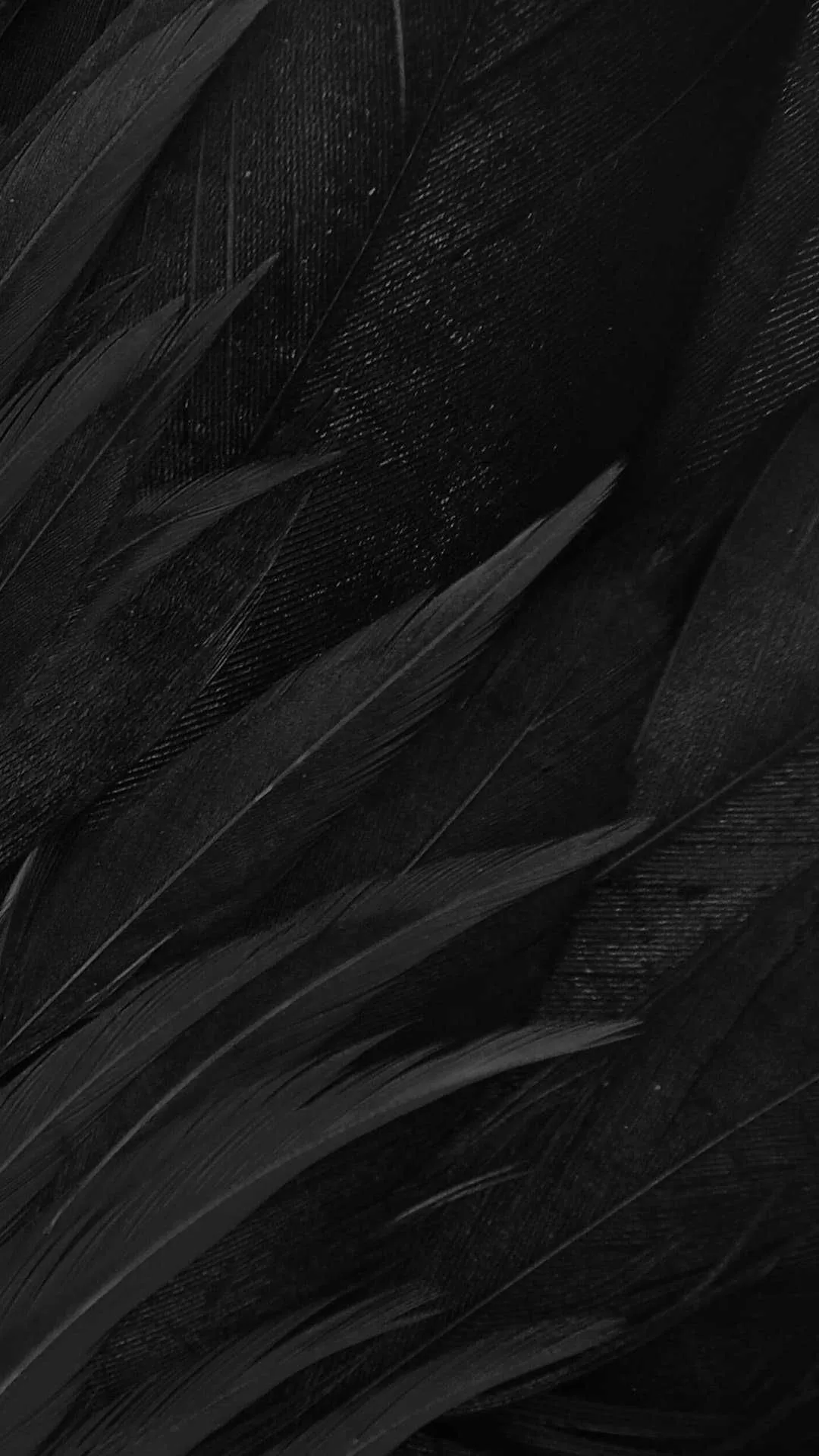 Aesthetic black feathers texture wallpaper in high quality