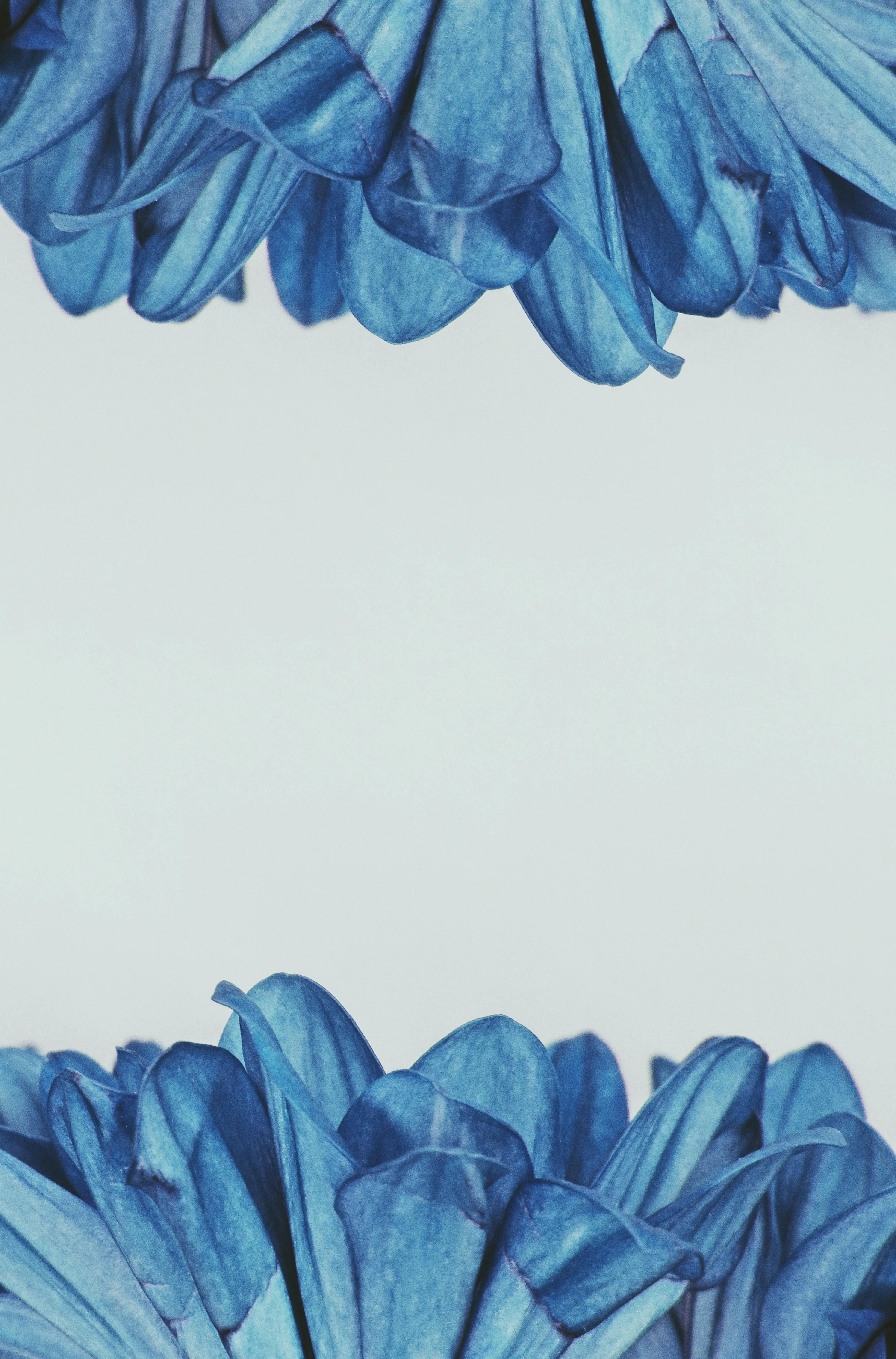 Artistic blue floral pattern on a minimal white background