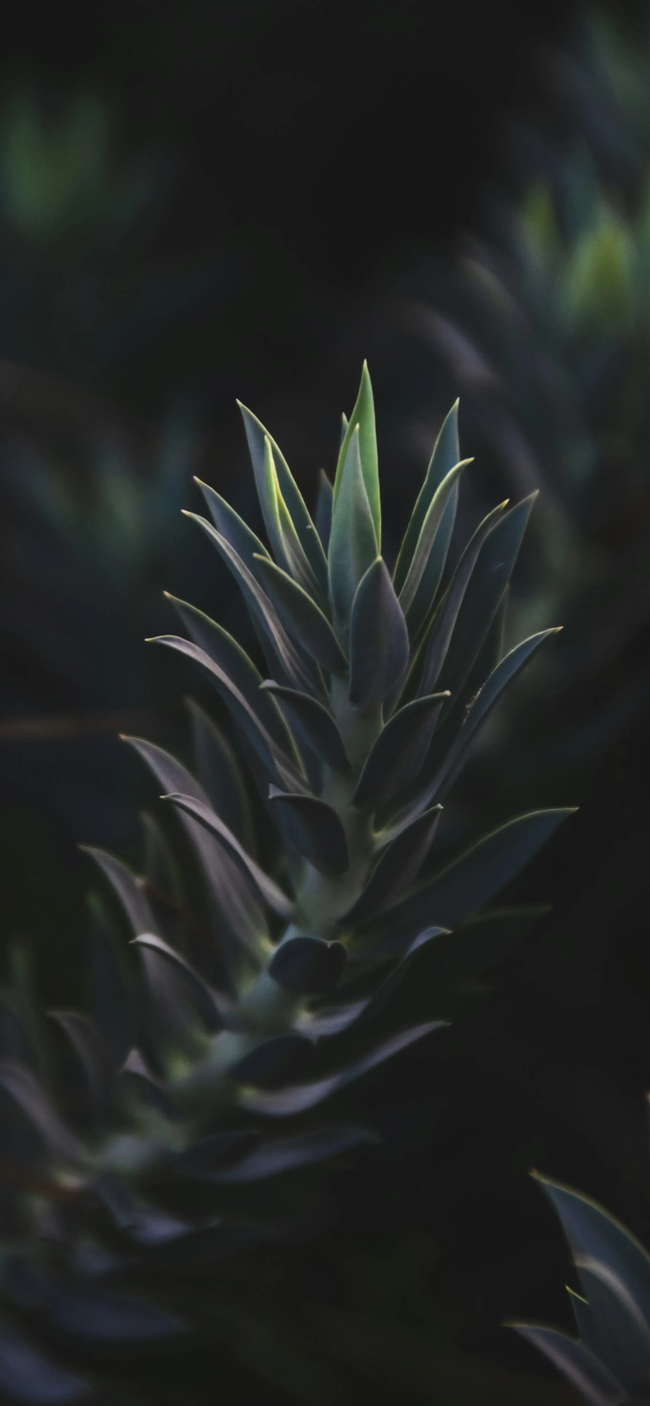 Artistic Leaf Patterns in a Dark Green Jungle Scene