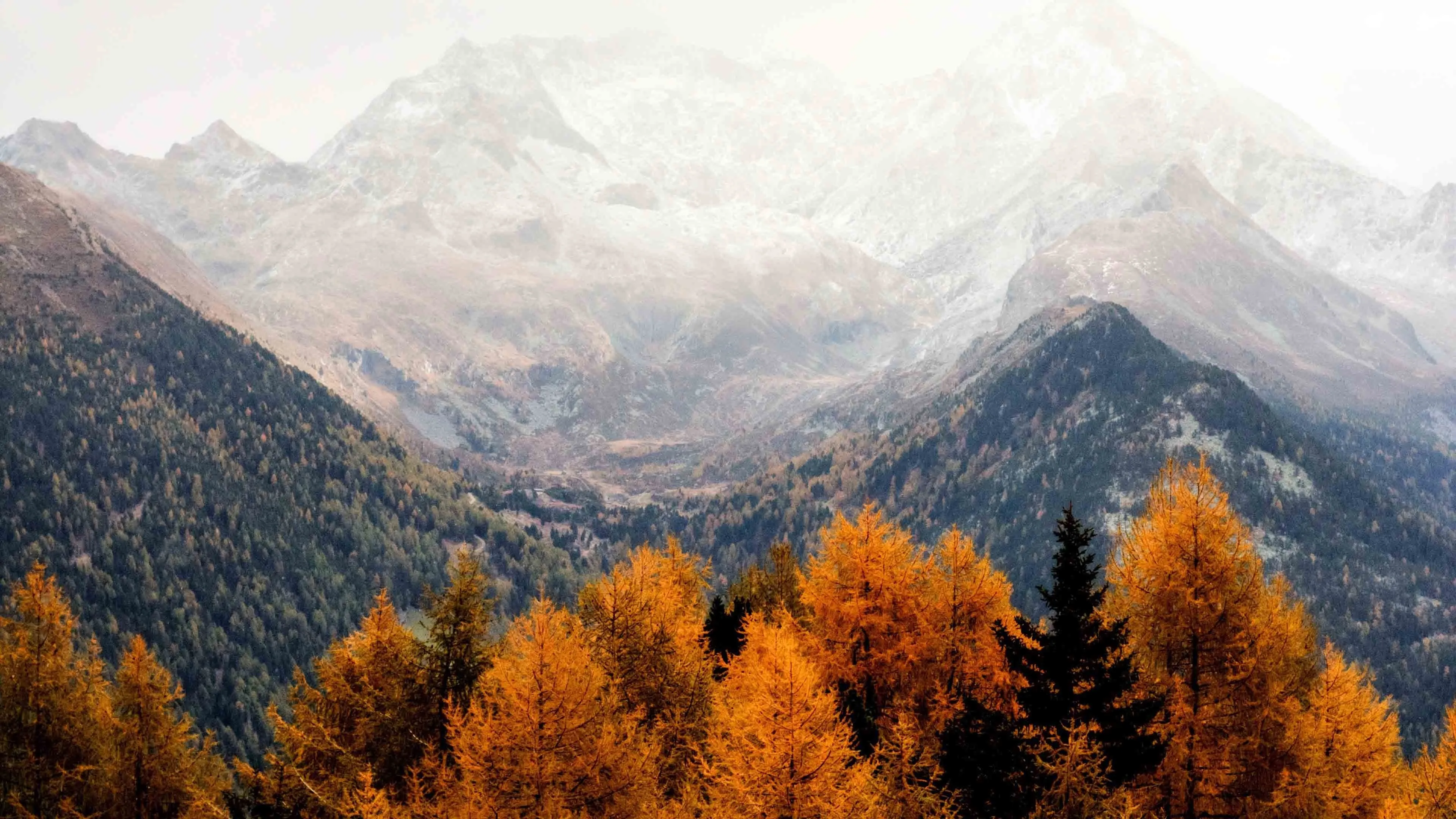 Autumn forest with a snowy mountain in the background image