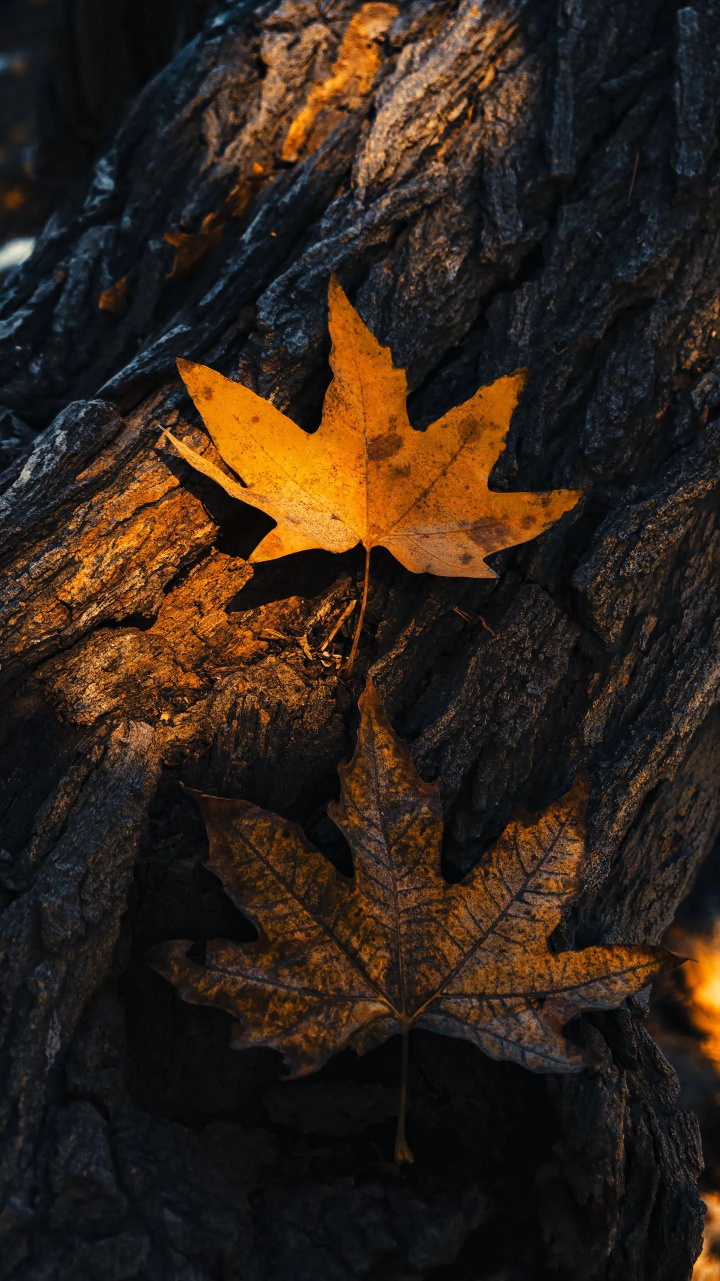 Autumn Leaves on Dark Ground with Textured Detail Wallpaper