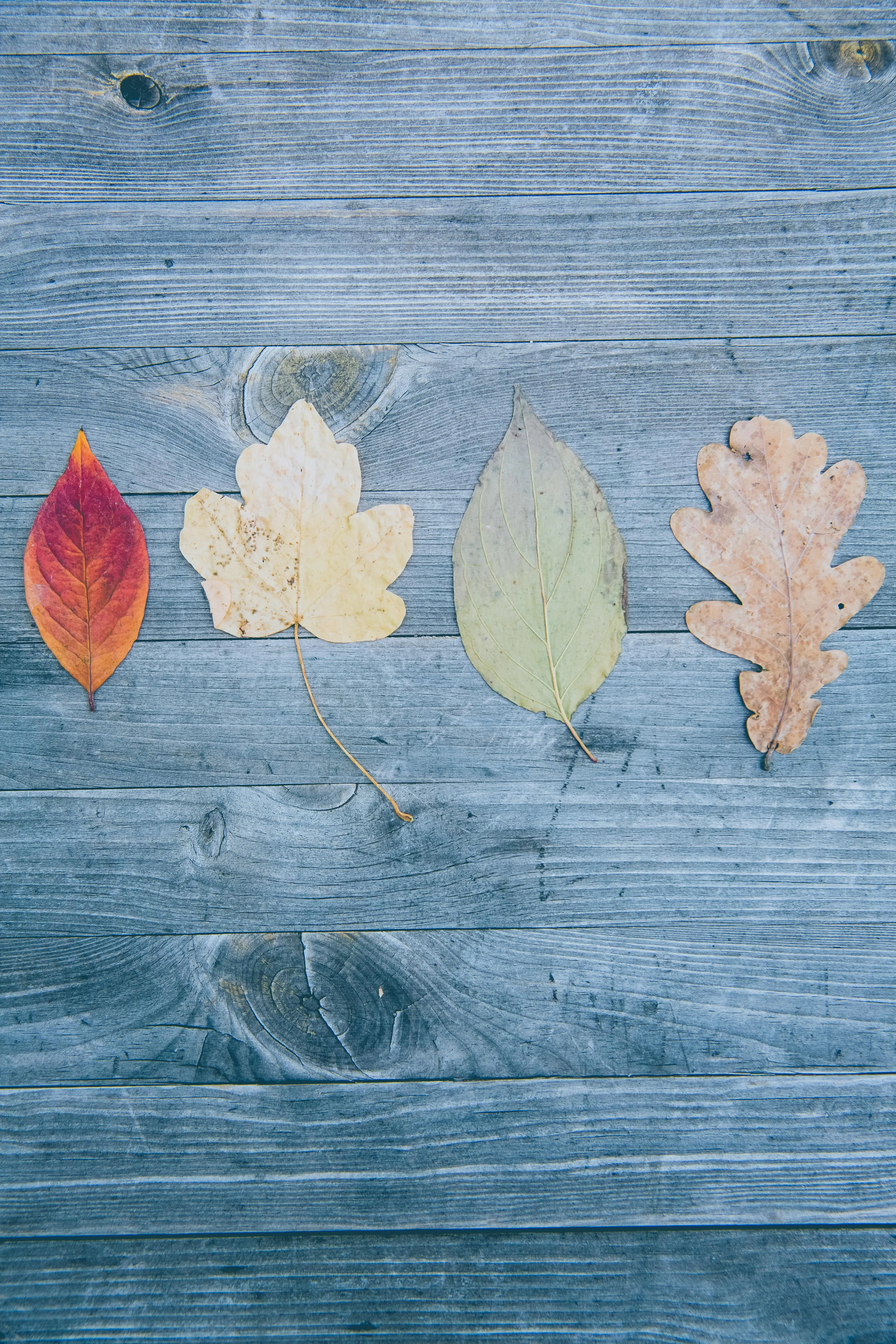Autumn leaves on rustic blue wood textured background image