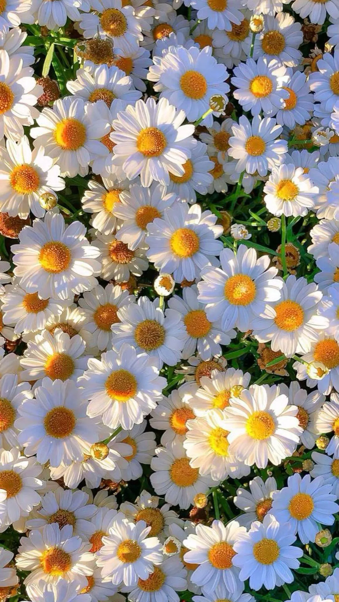 Beautiful daisy flowers close up with natural texture 4K