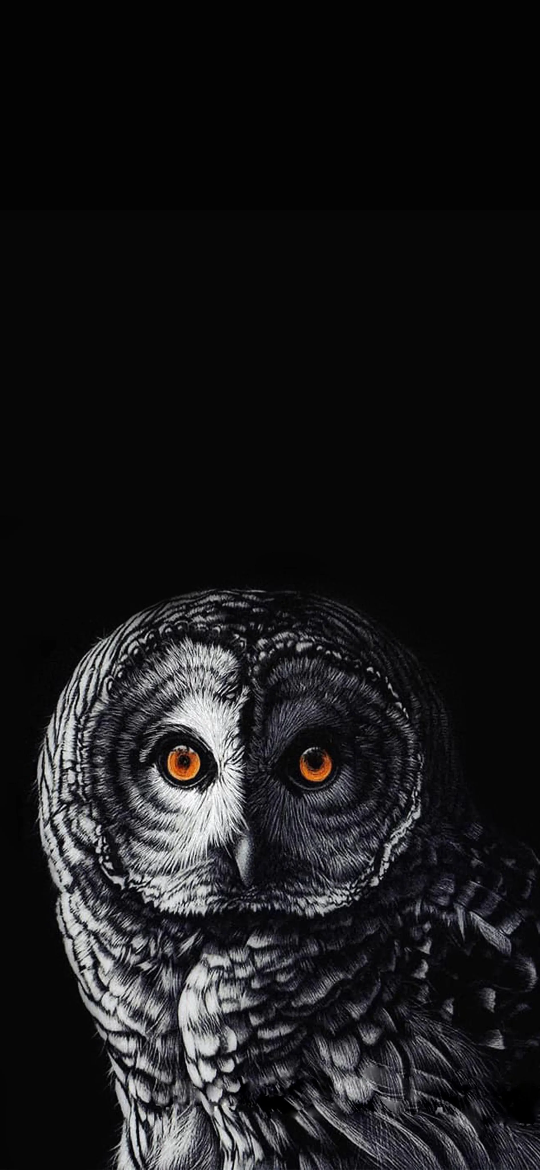 Beautiful Owl with Intense Orange Eyes Perched in Black