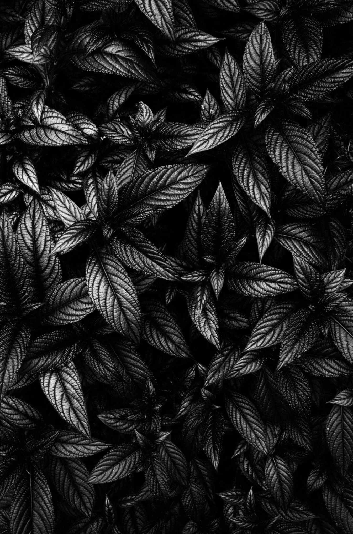 Black and white leaf pattern background in 4k wallpaper
