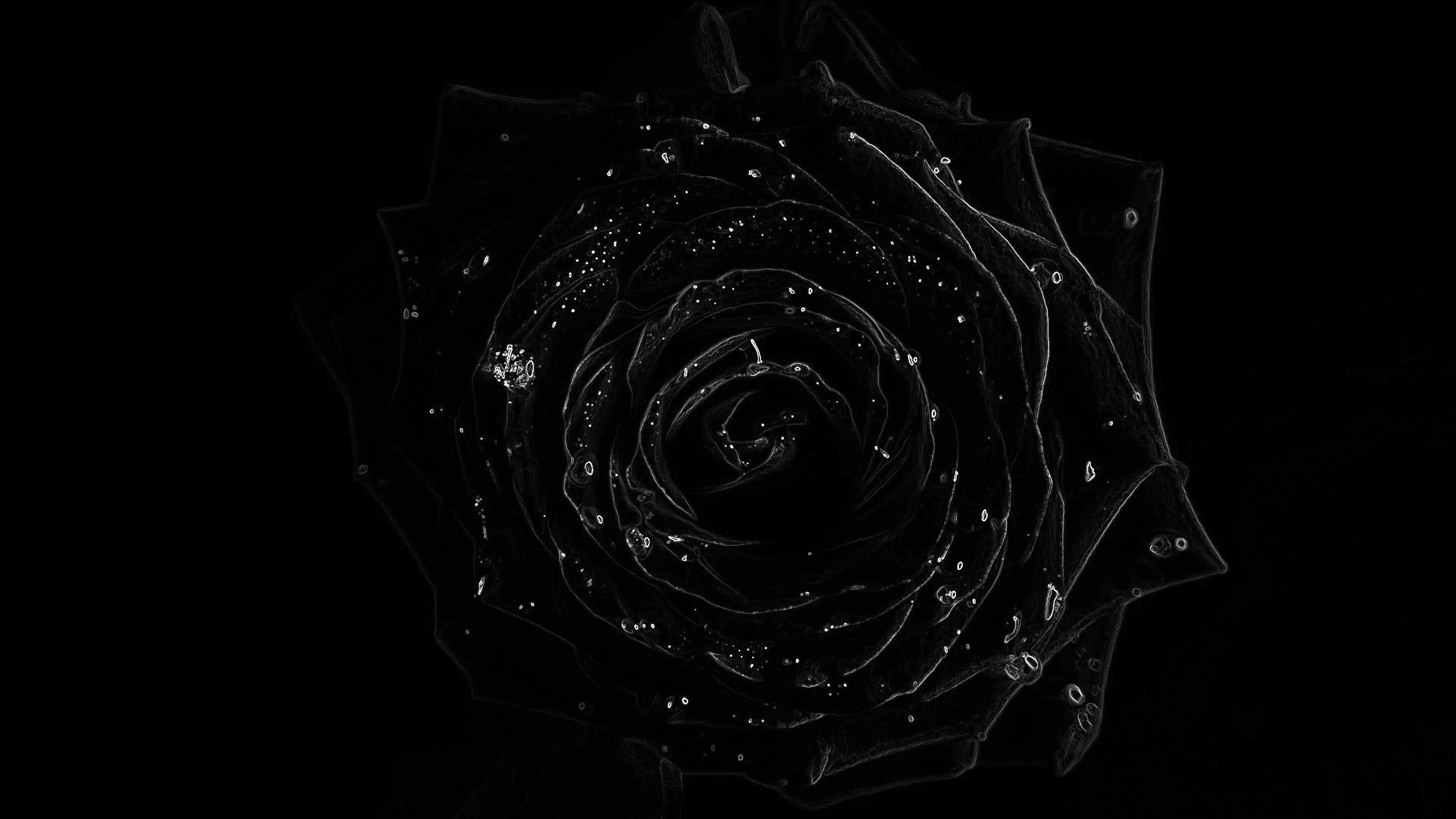 Black digital rose with glowing spiral line pattern 4K