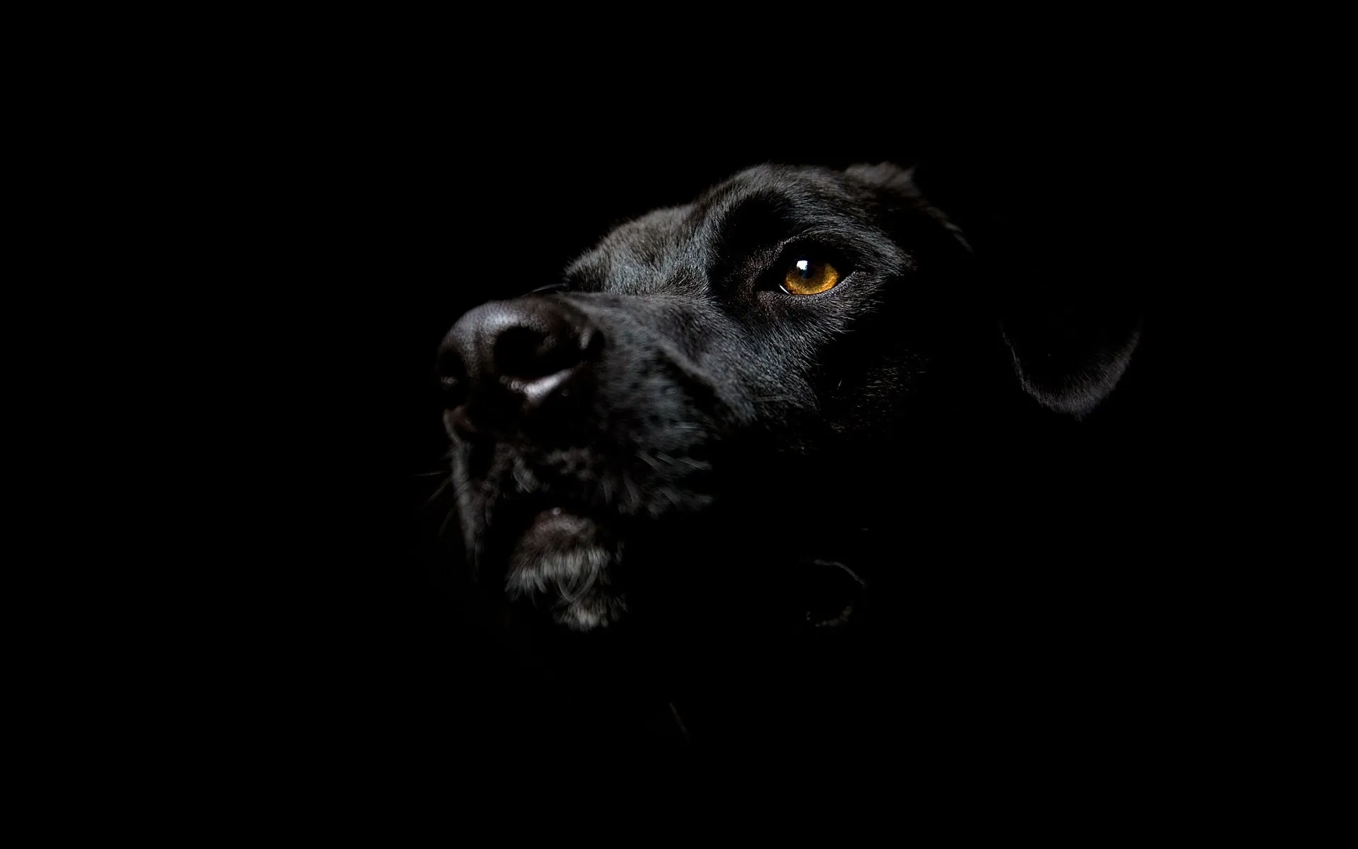 Black dog face emerging from darkness Background Wallpaper
