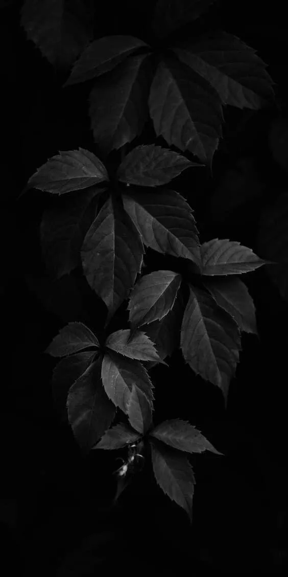 Black leaves silhouette on dark moody background Wallpaper