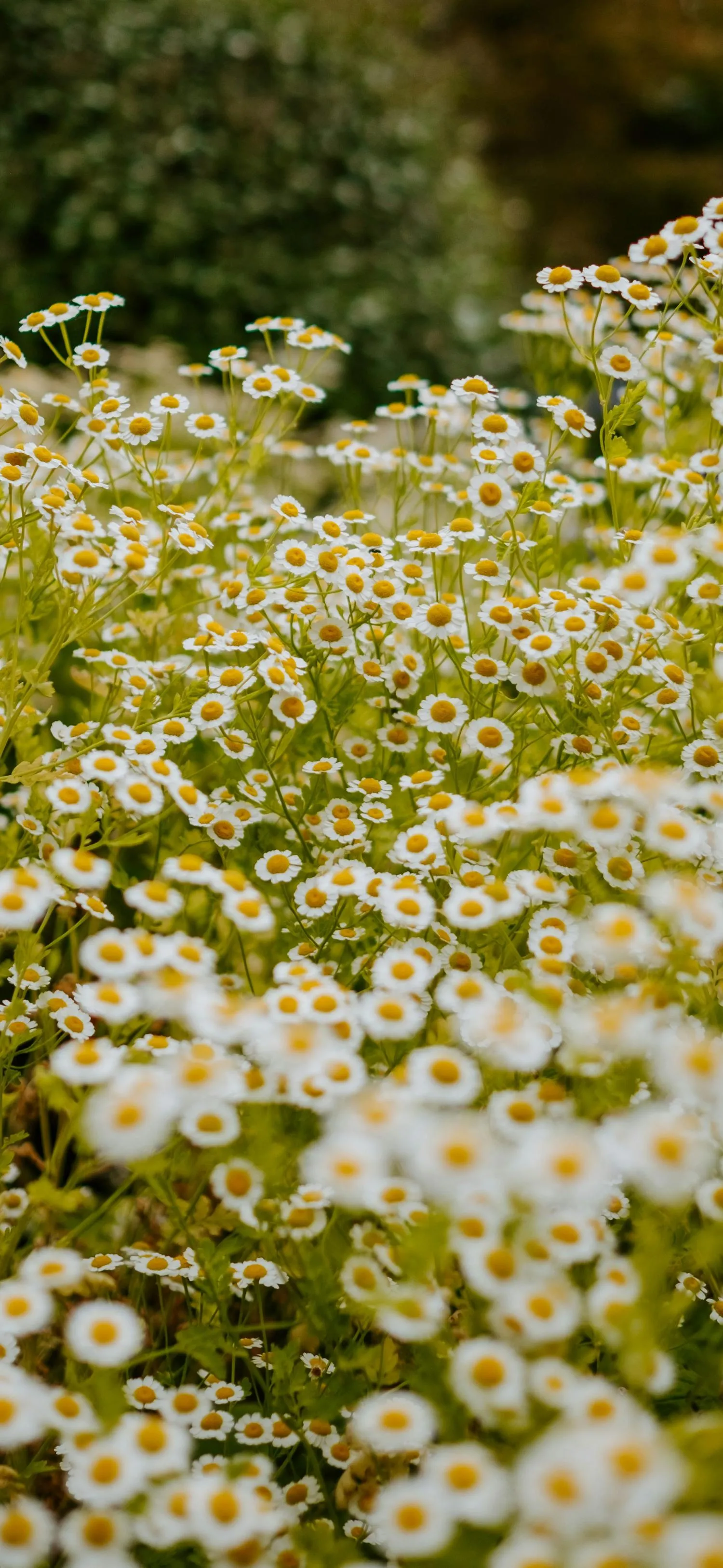 Blooming Daisies in a Sunny Meadow with Green Grass