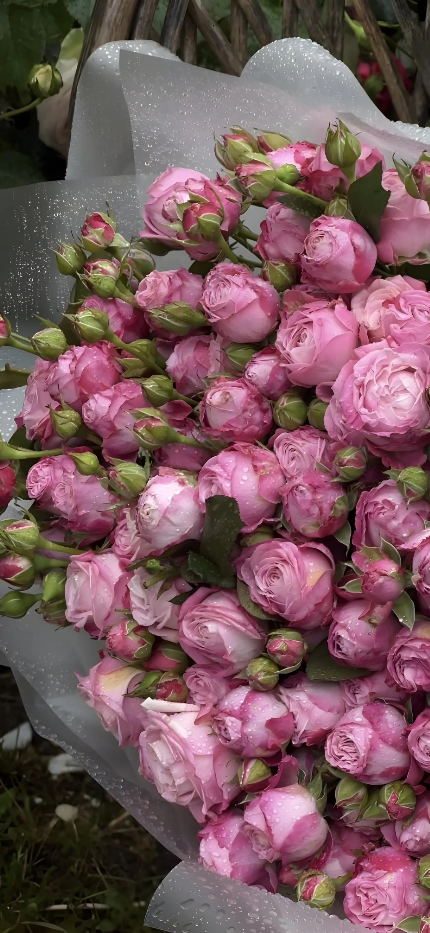 Blooming Pink Flowers in Natural Garden with Soft Light