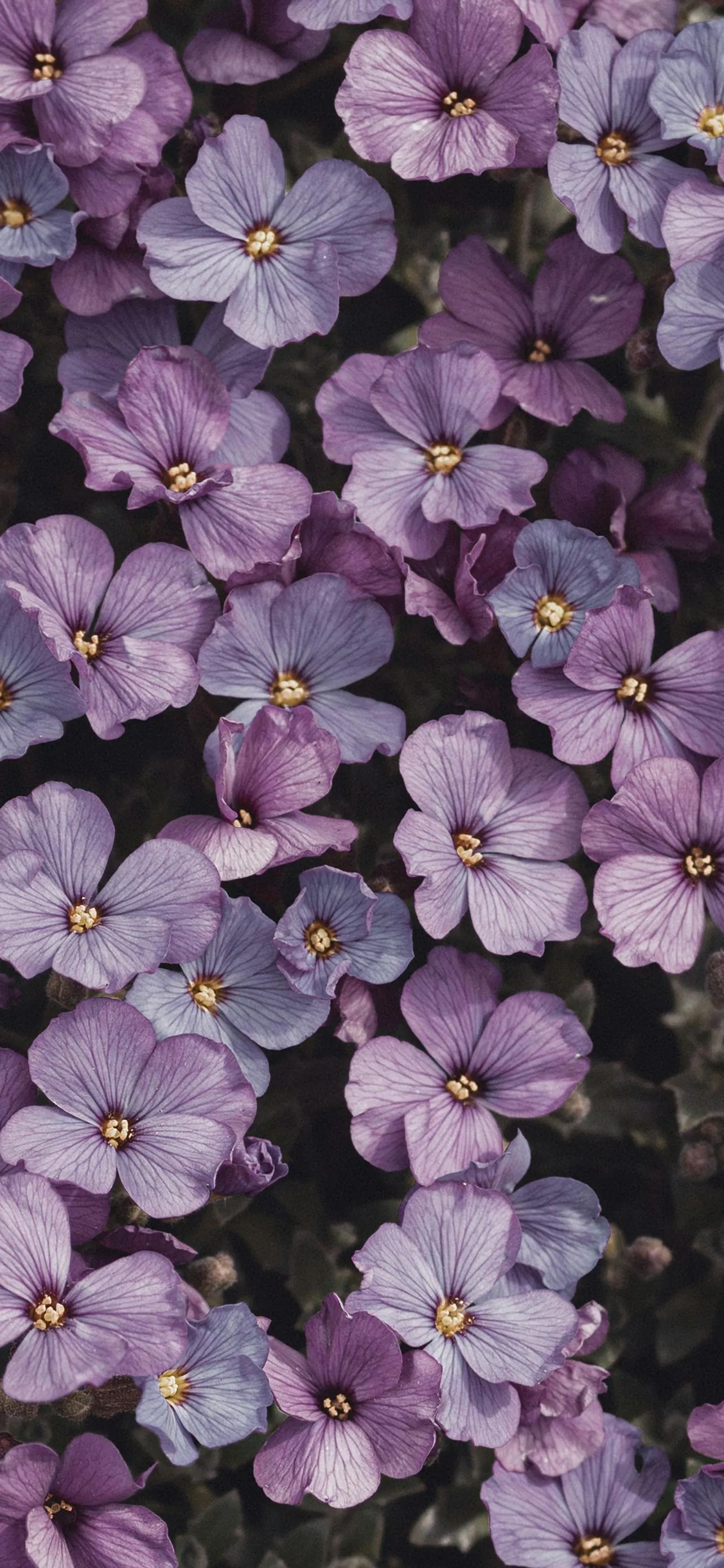 Blooming Purple Flowers in Full Frame Macro Photography